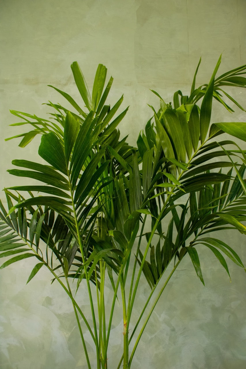 14" Adonidia Palm