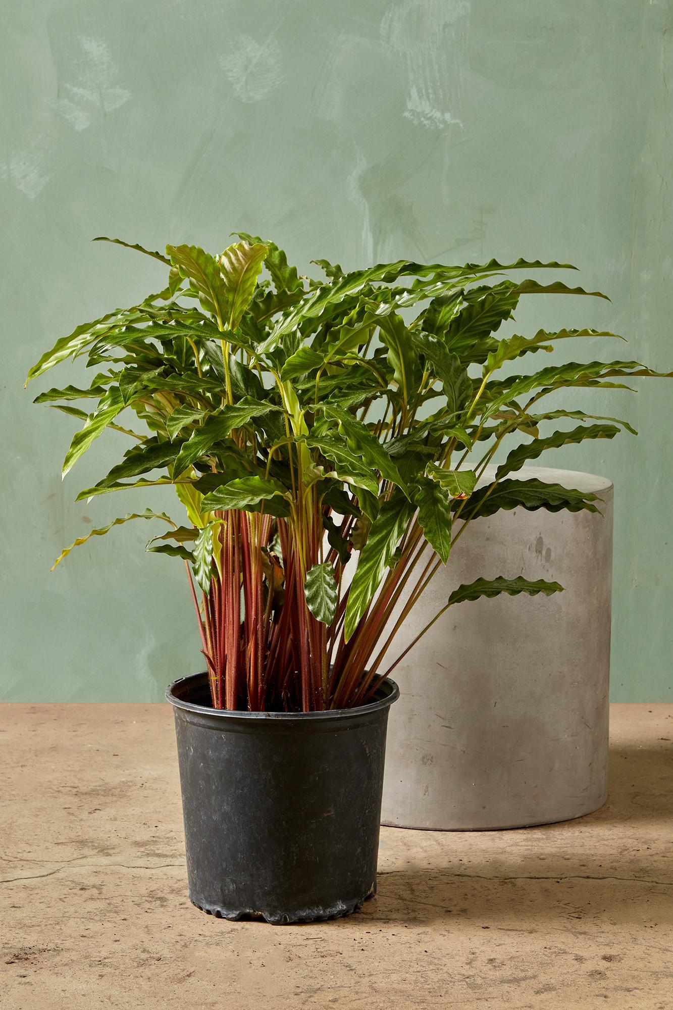 Calathea 'Bluegrass'