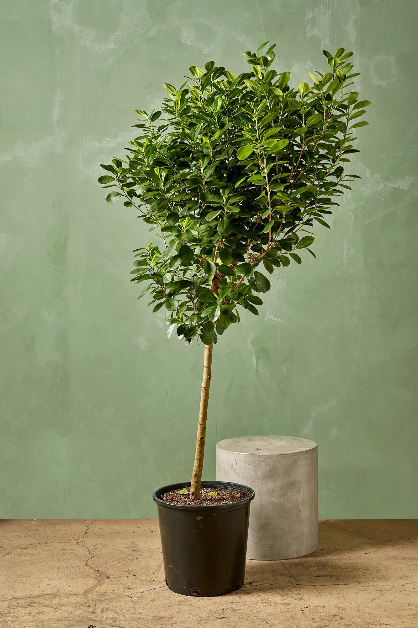 Ficus 'Moclame'