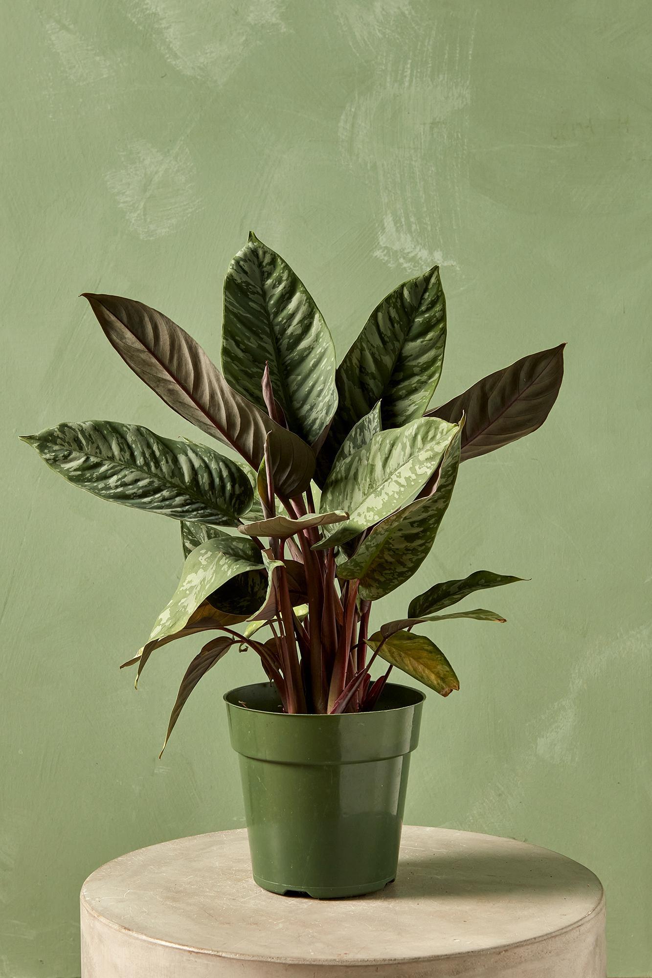 Apoballis 'Purple Sword'