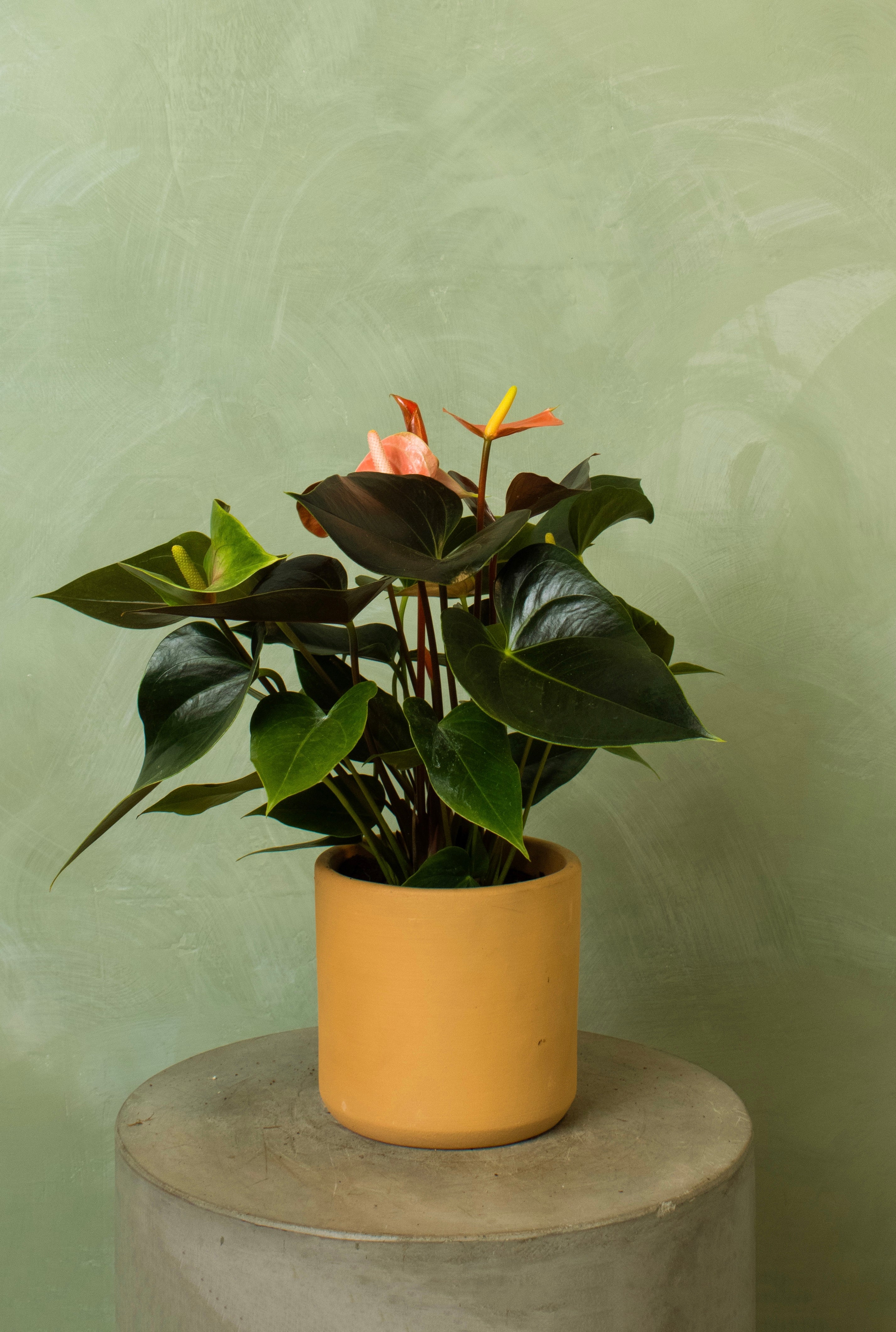 Potted 6" Anthurium 'Rainbow Champion'