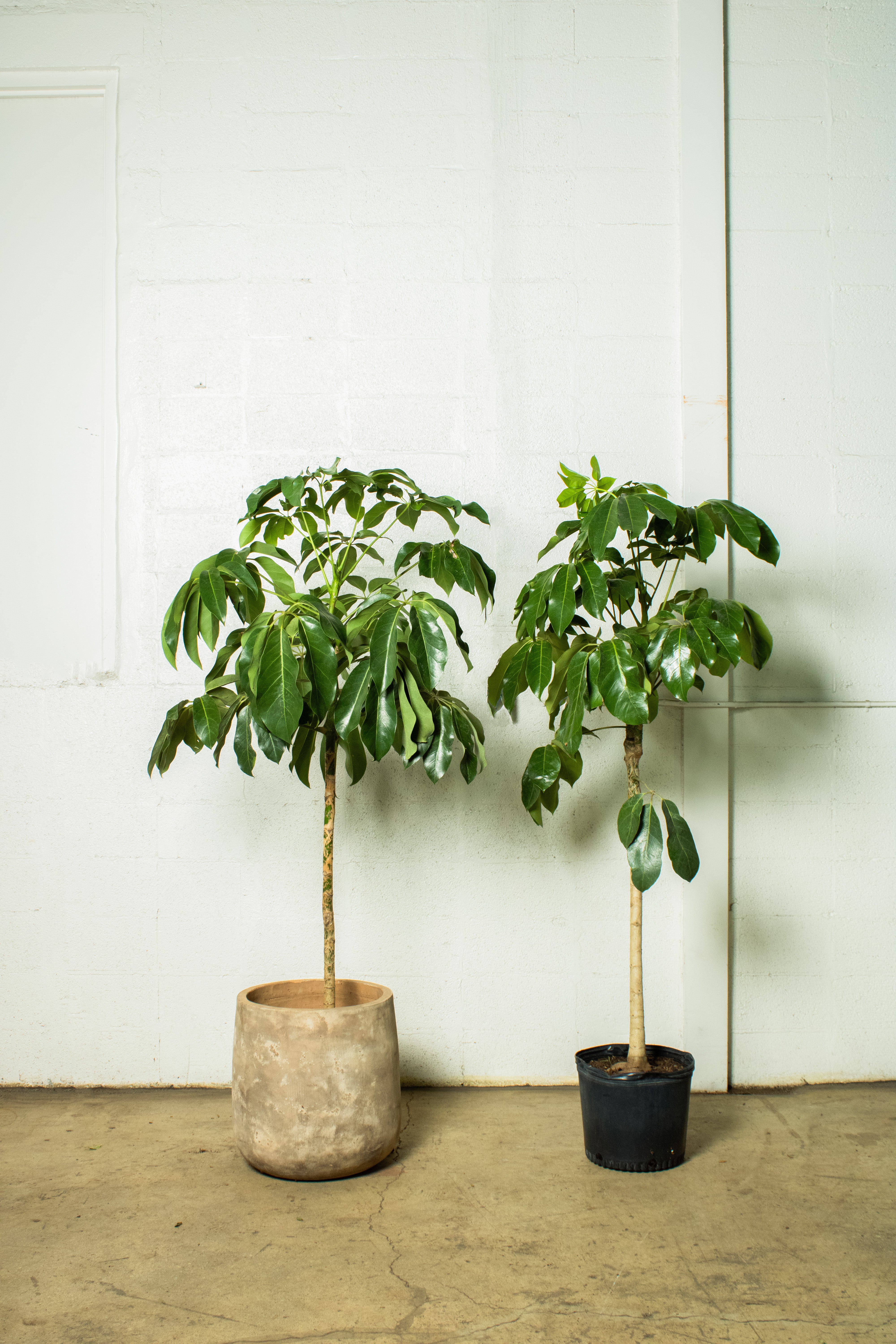 Australian Umbrella Tree