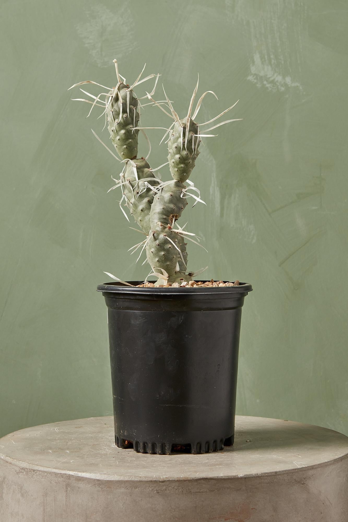 Paper Spine Cactus
