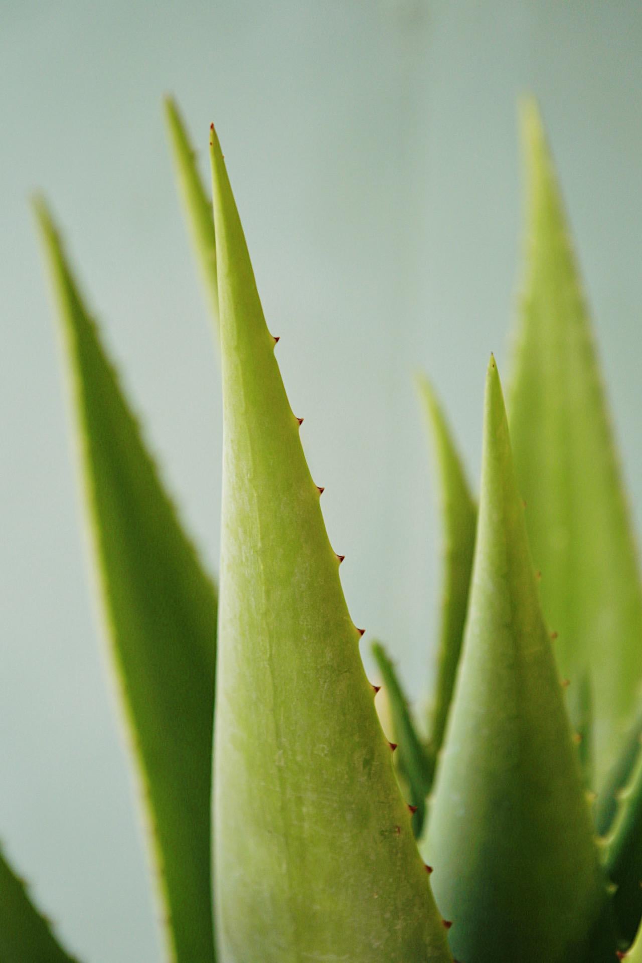 Hairy Green Aloe