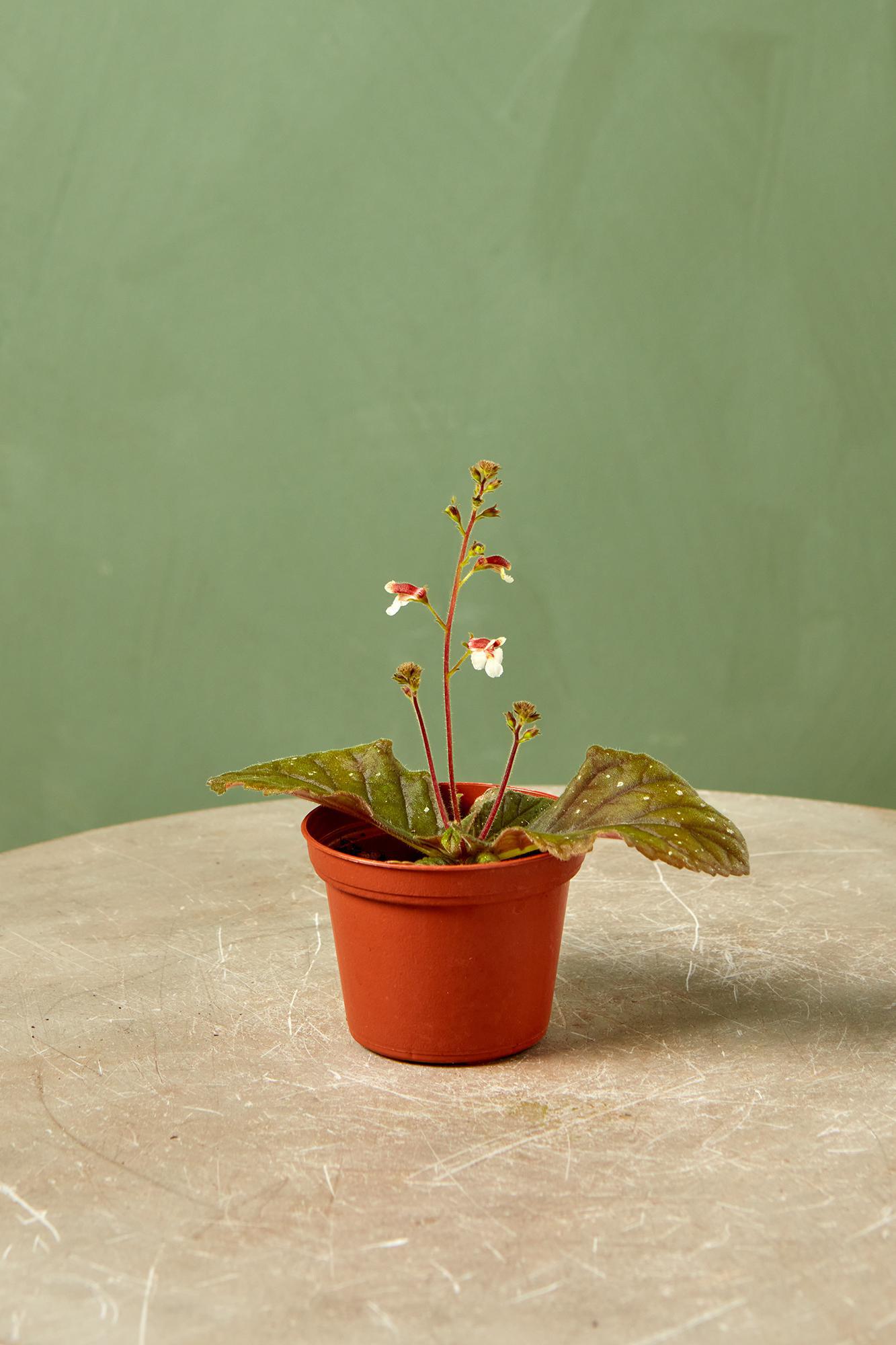 Gloxinia 'Red Satin'