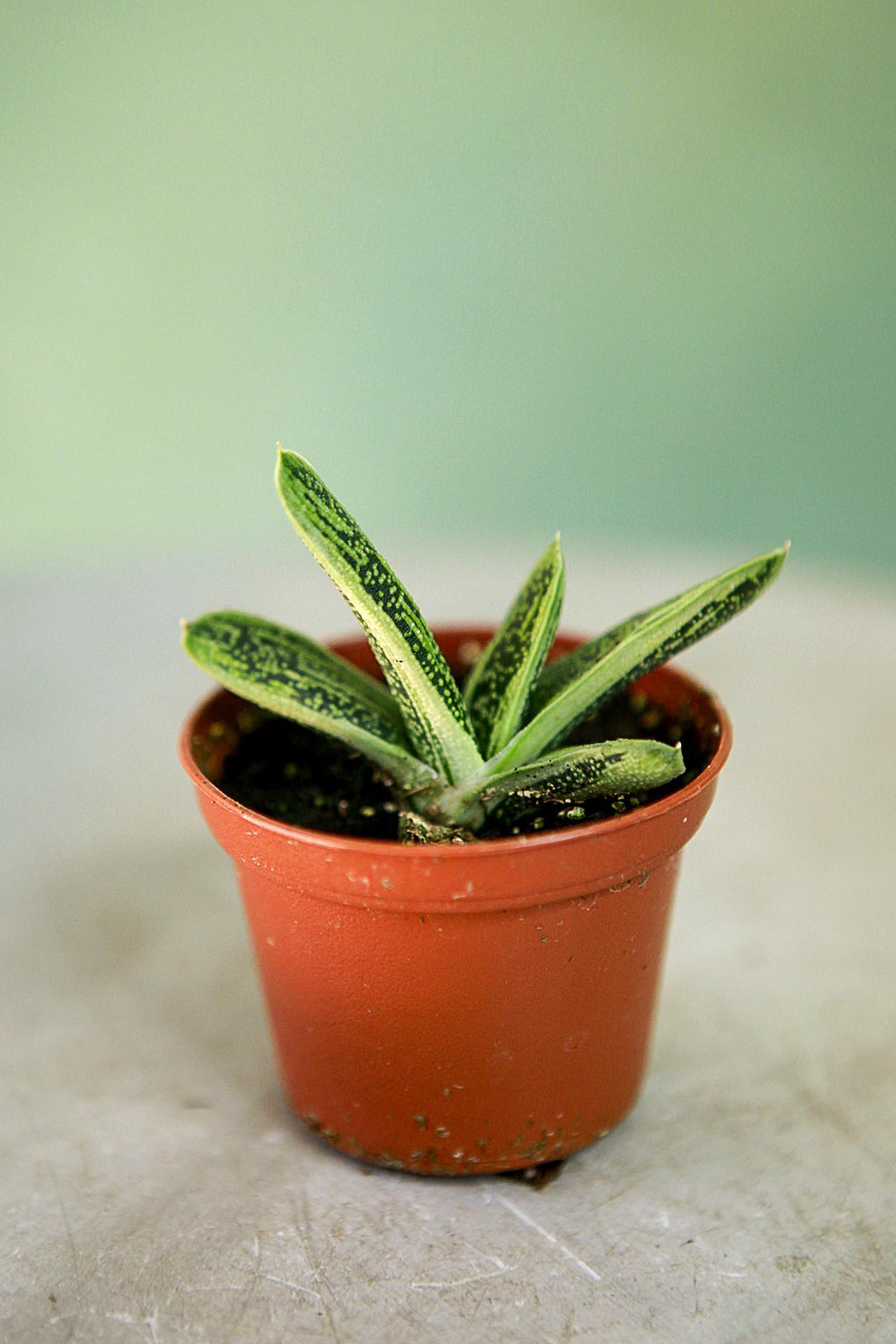 Gasteria 'Little Warty'