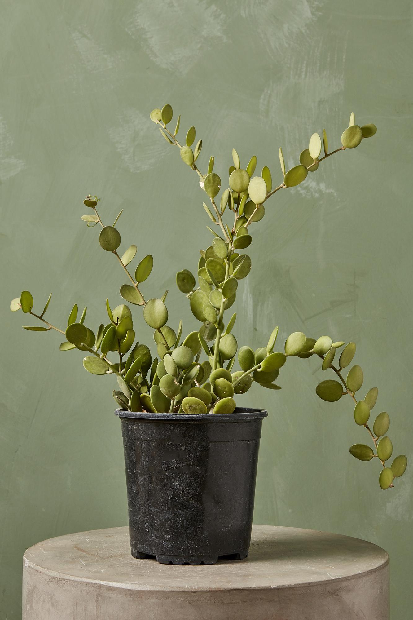 Silver Dollar Vine