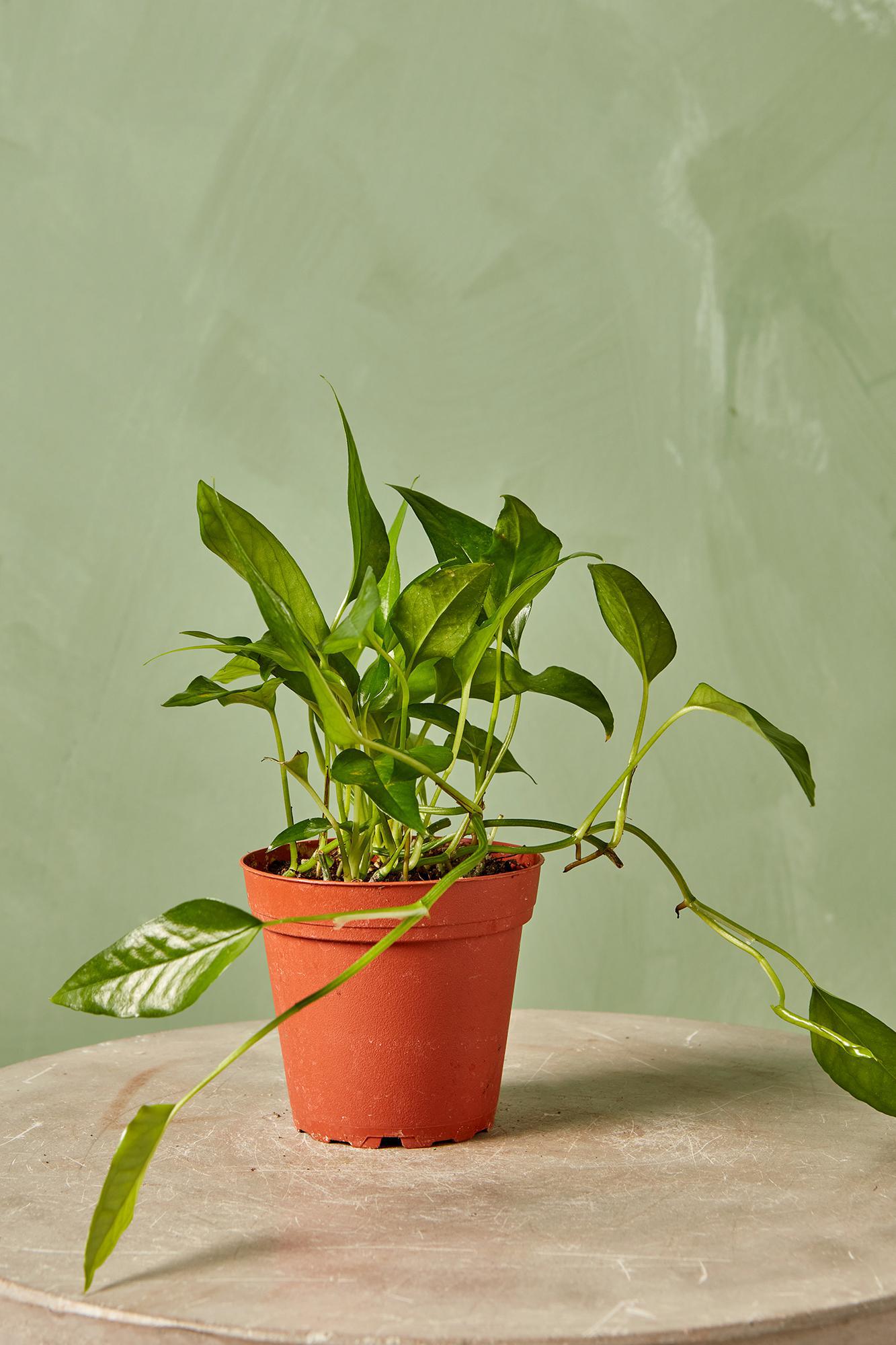 Skeleton Key Pothos