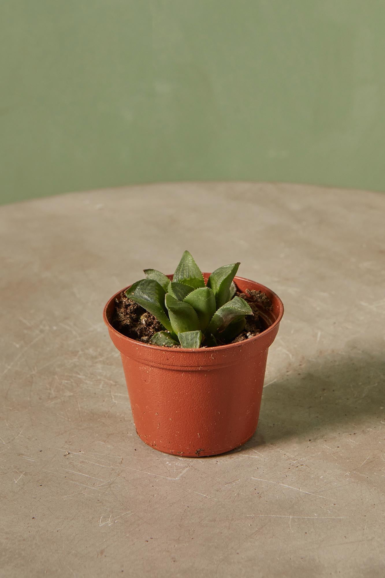 Haworthia retusa