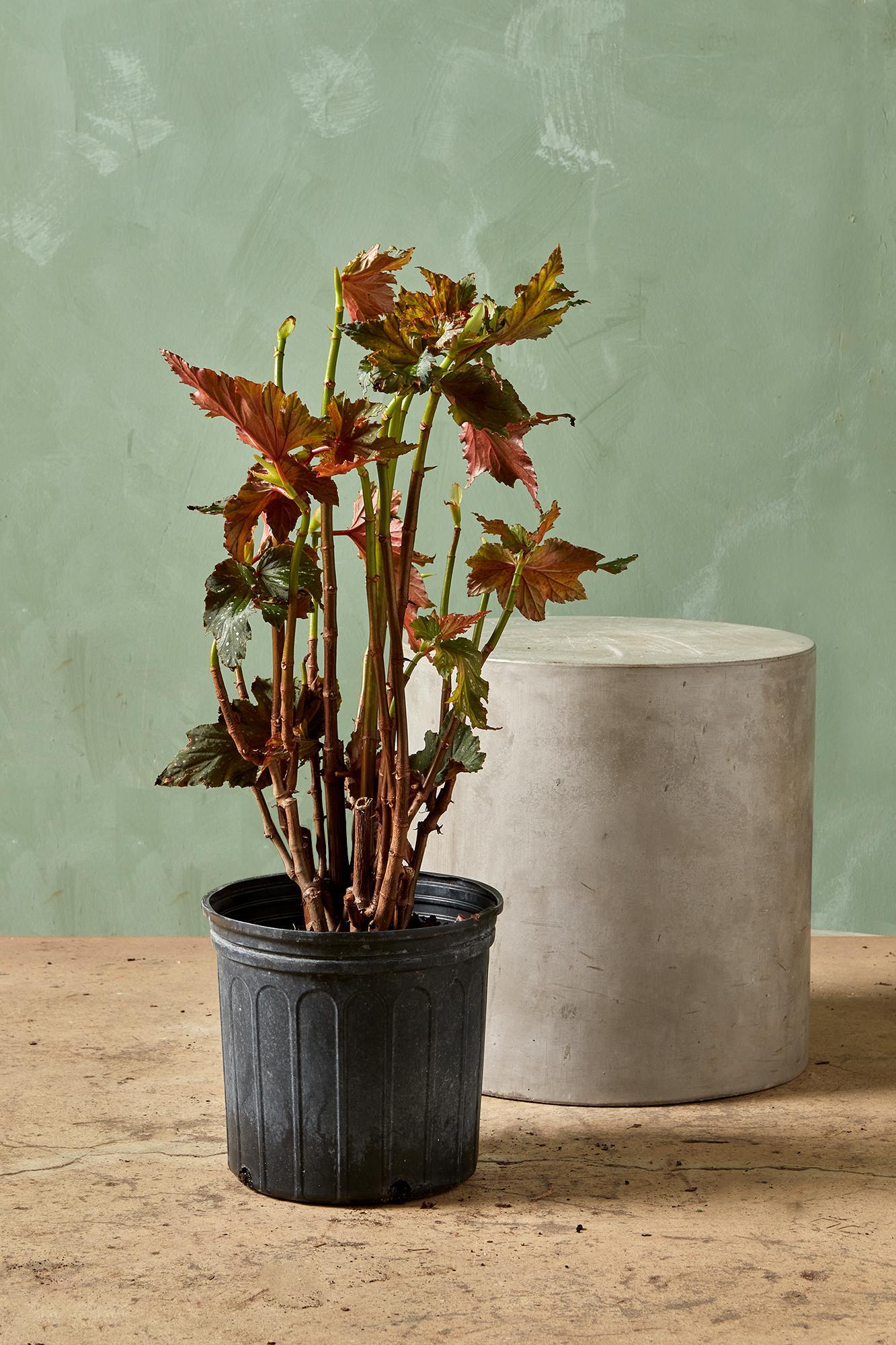 Begonia 'Lana'