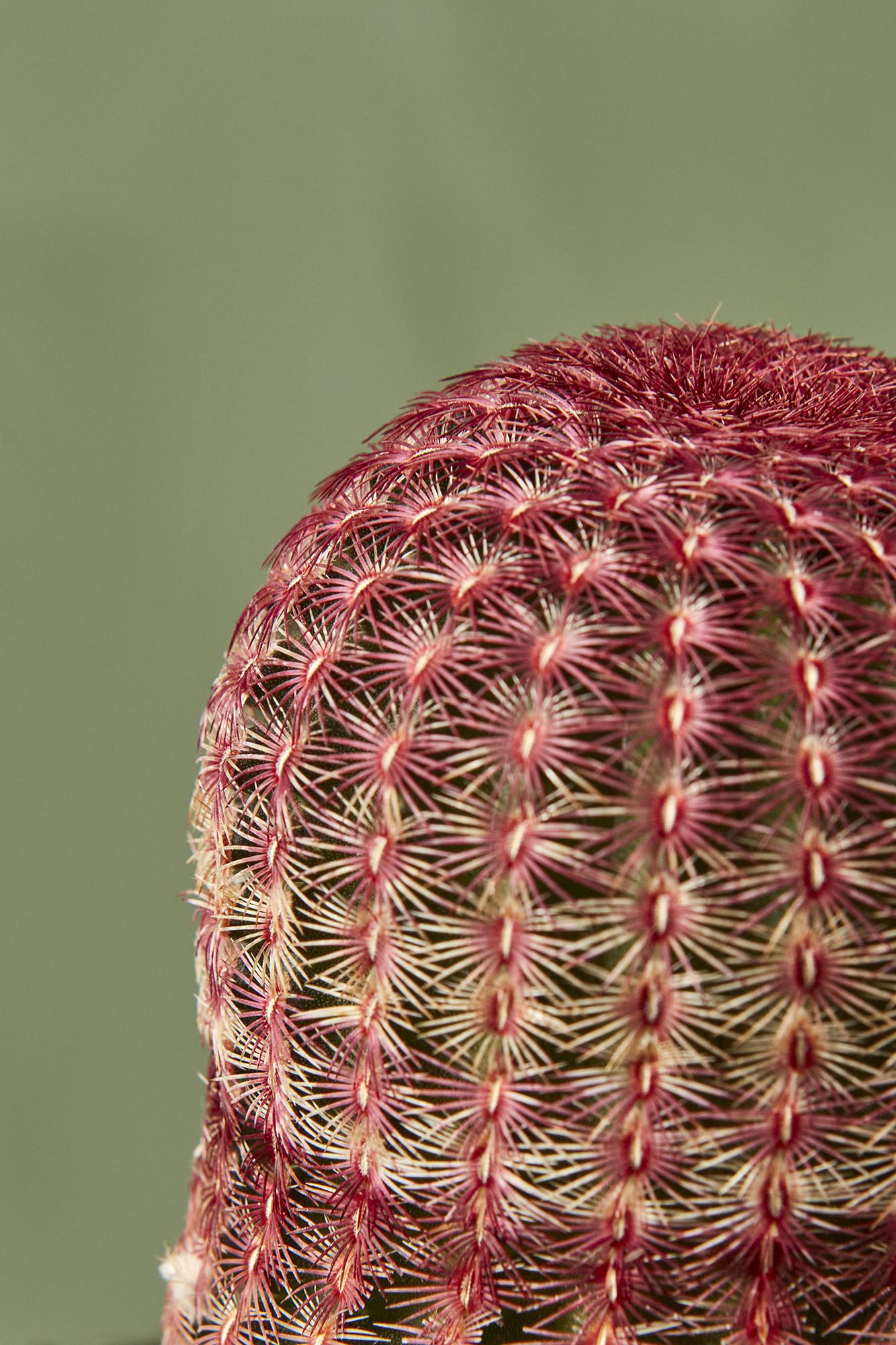 Rainbow Cactus