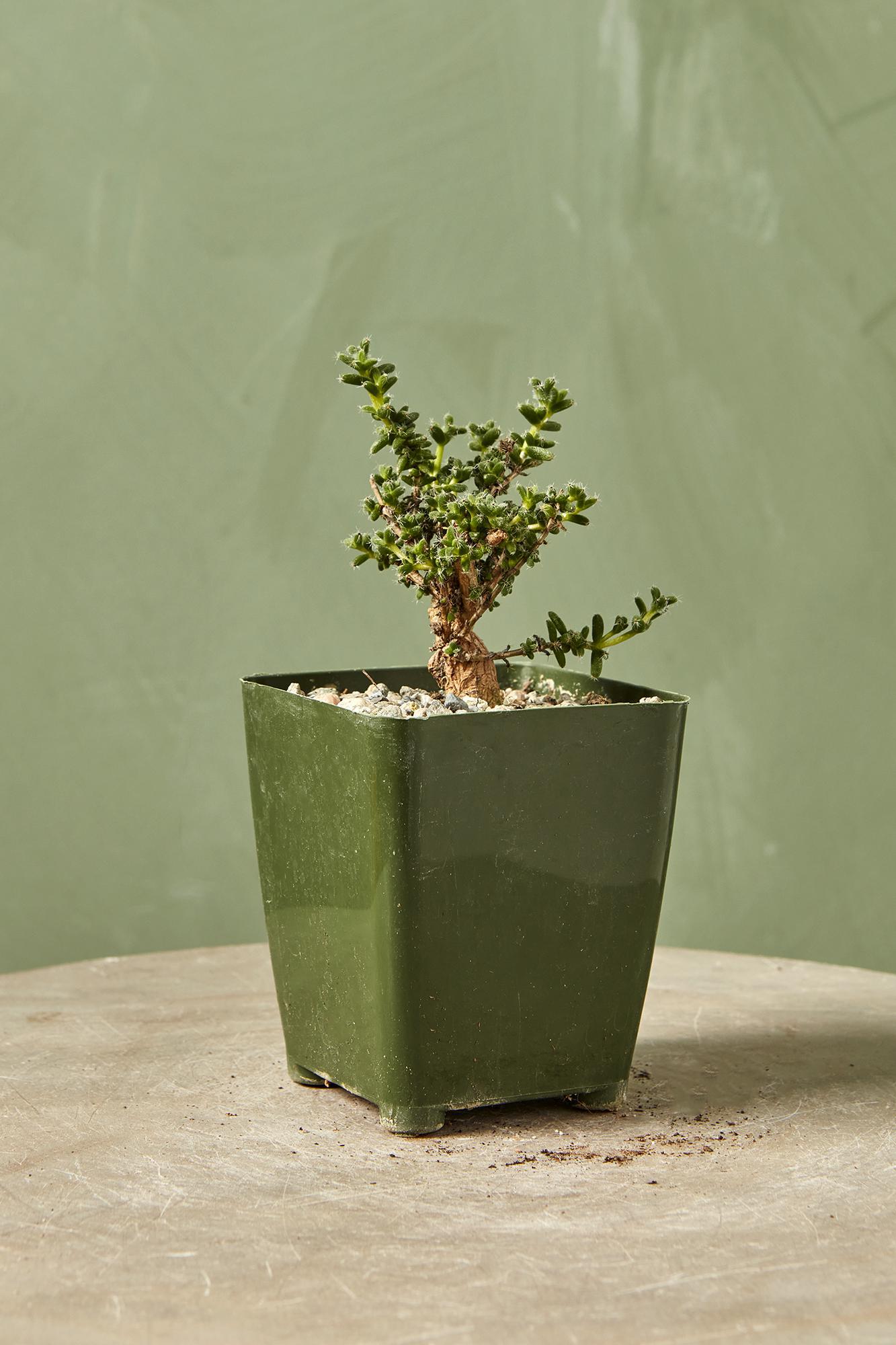 Miniature Desert Rose