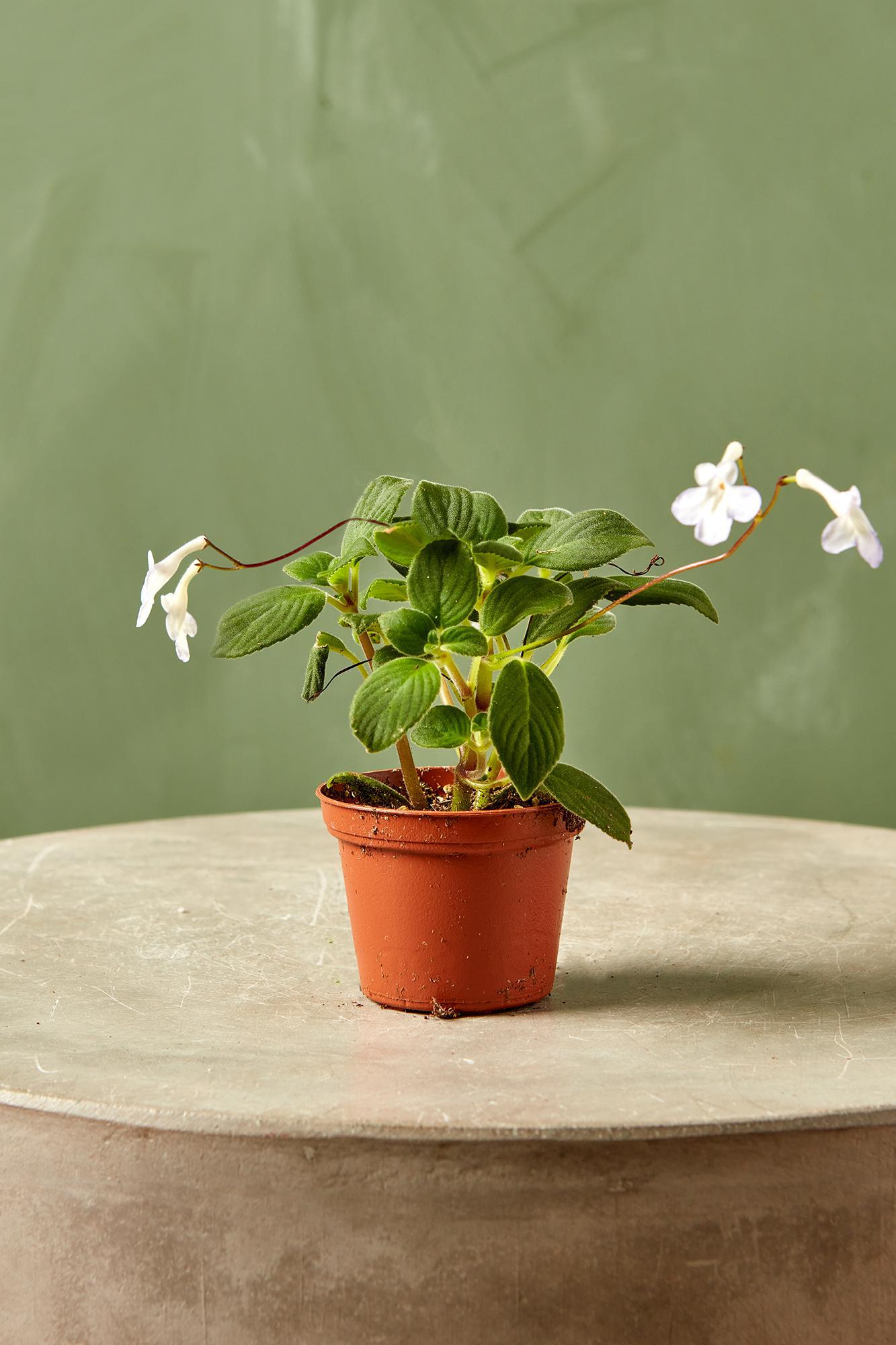 Streptocarpella 'Dancing Doves'