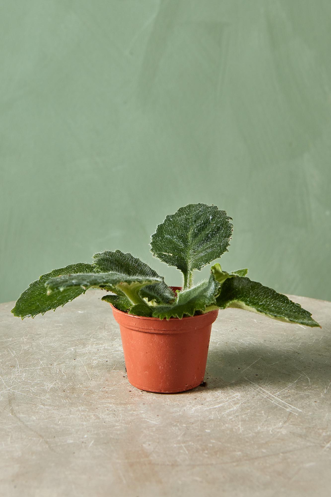 Primulina 'Atsuko'