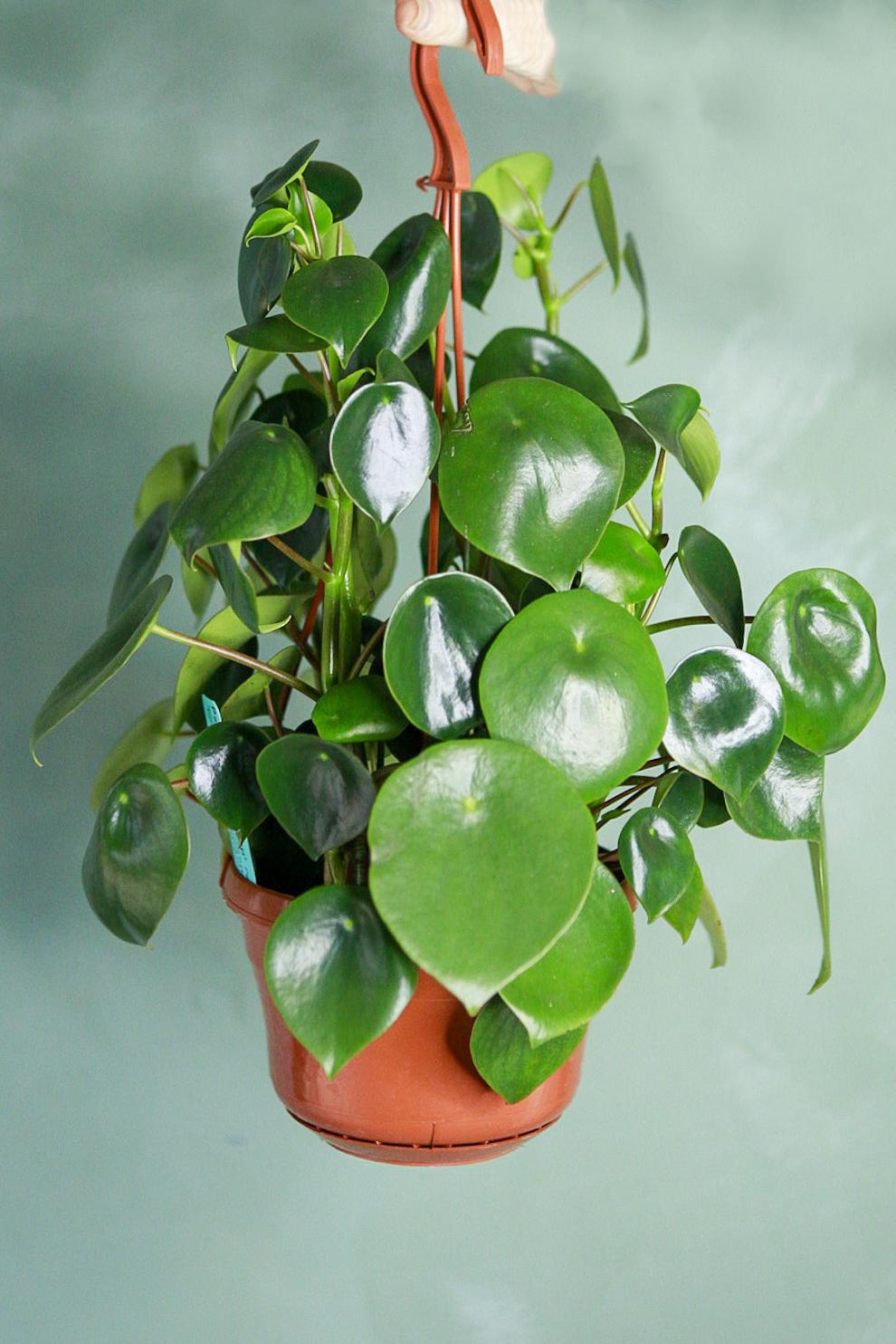 Peperomia 'Raindrop'