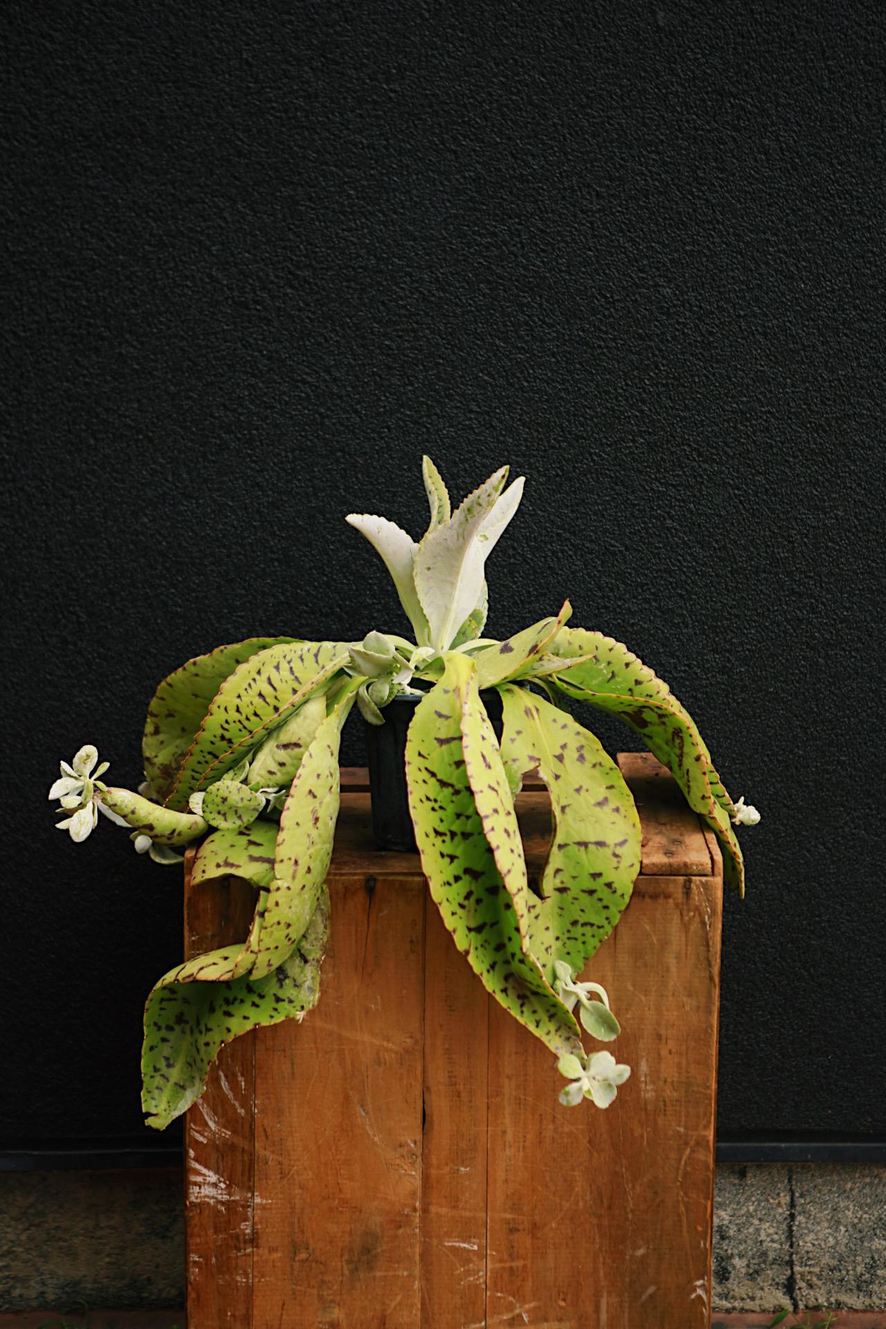 Assorted Kalanchoe