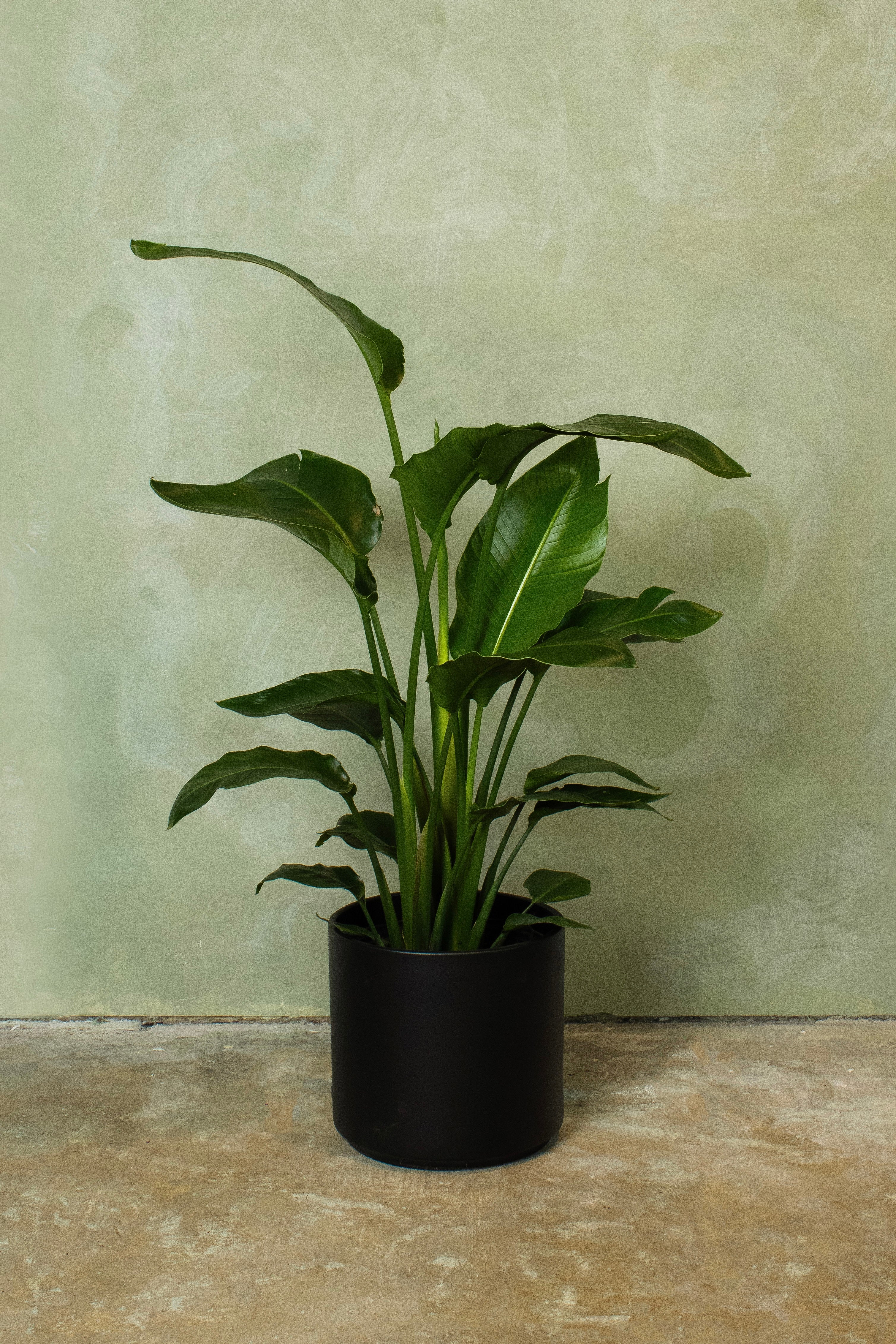 Potted 10" Bird of Paradise