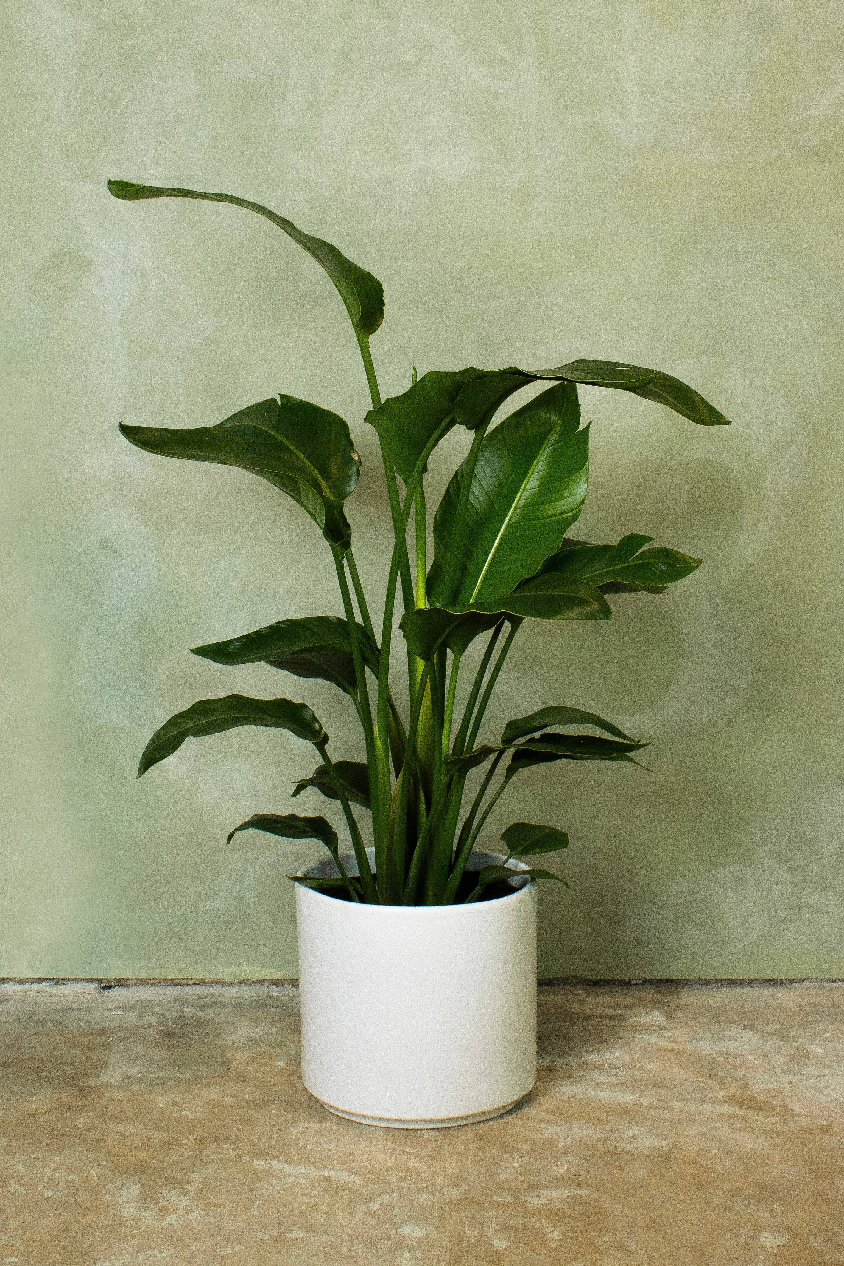 Potted 10" Bird of Paradise