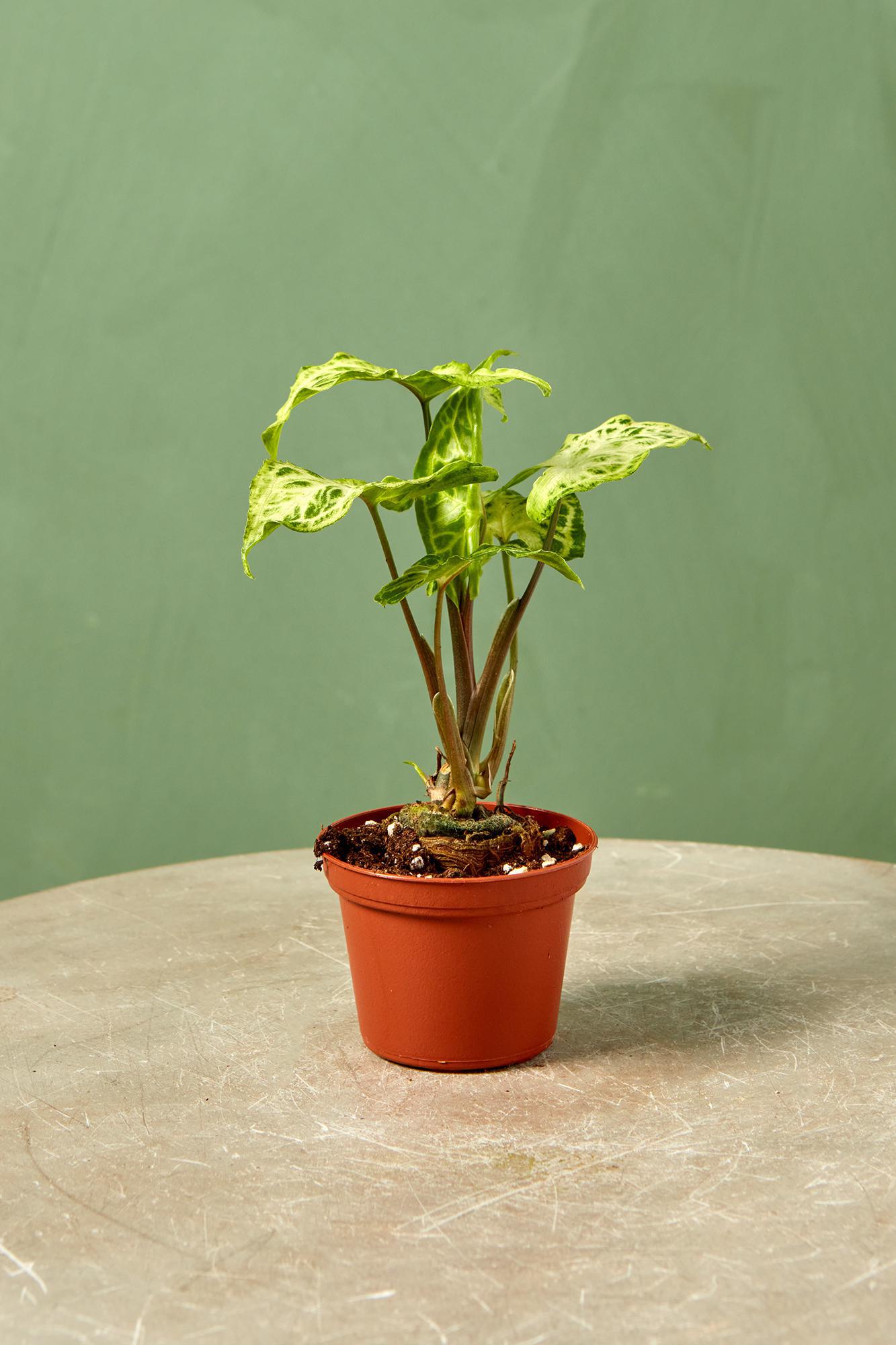 Syngonium 'Batik'
