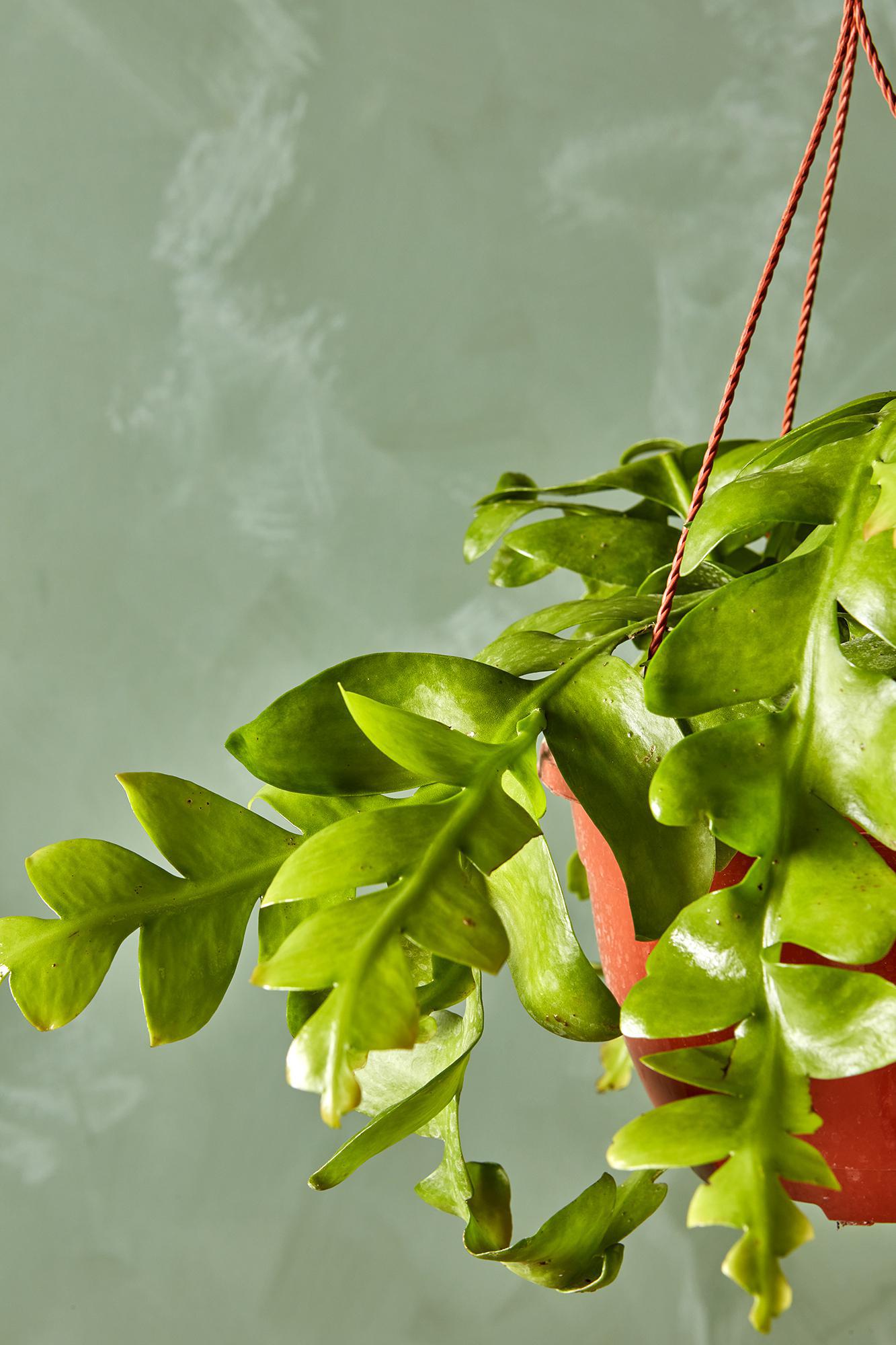 Fernleaf Cactus