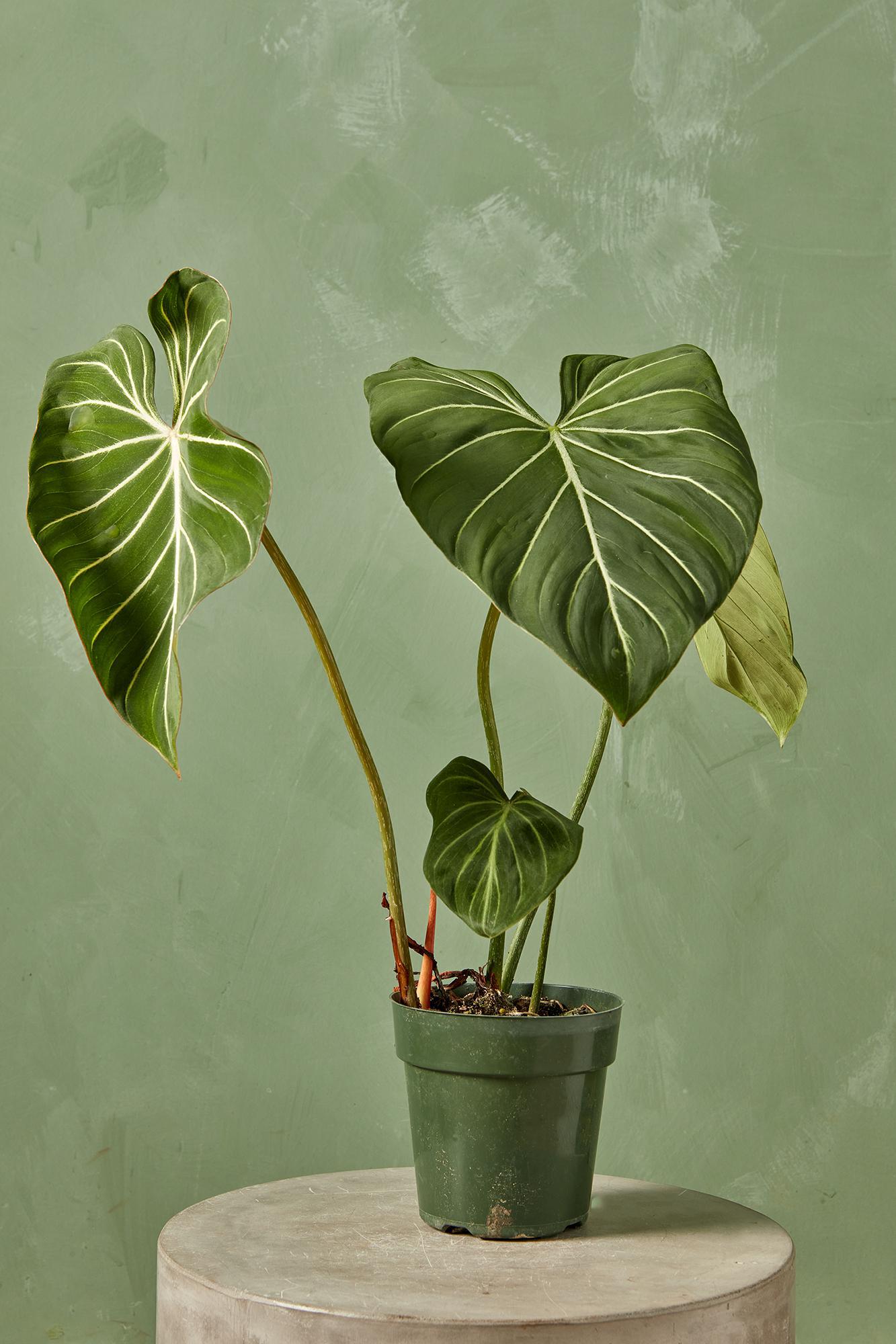 Philodendron 'Gloriosum'