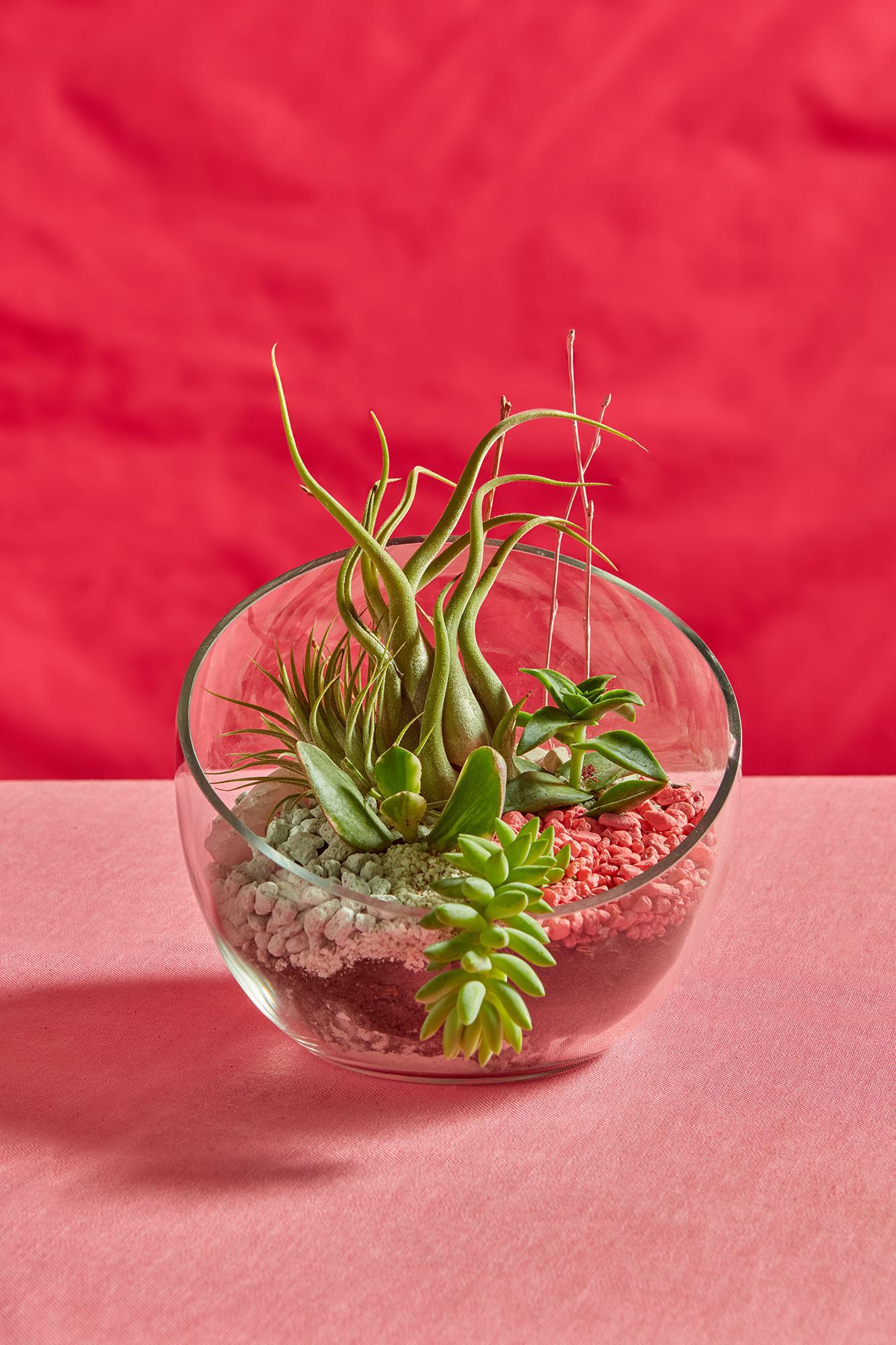 Valentine Terrarium