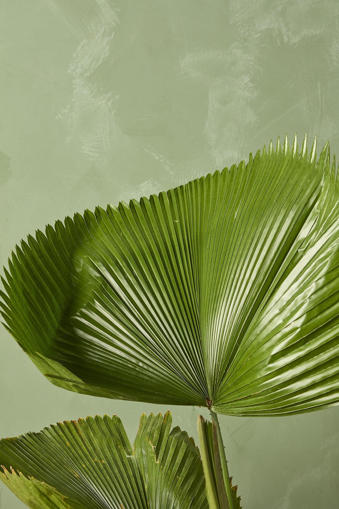 Licuala Grandis Palm