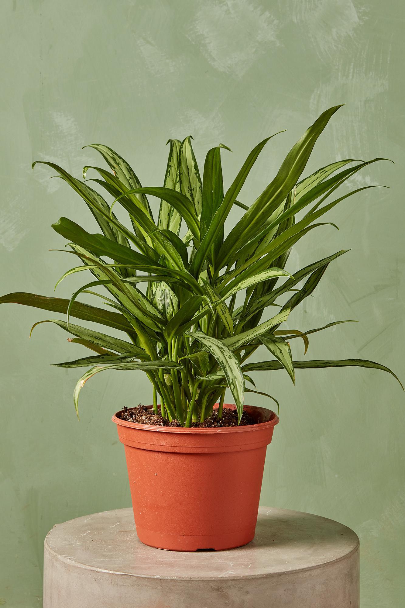 Aglaonema 'Cutlass'