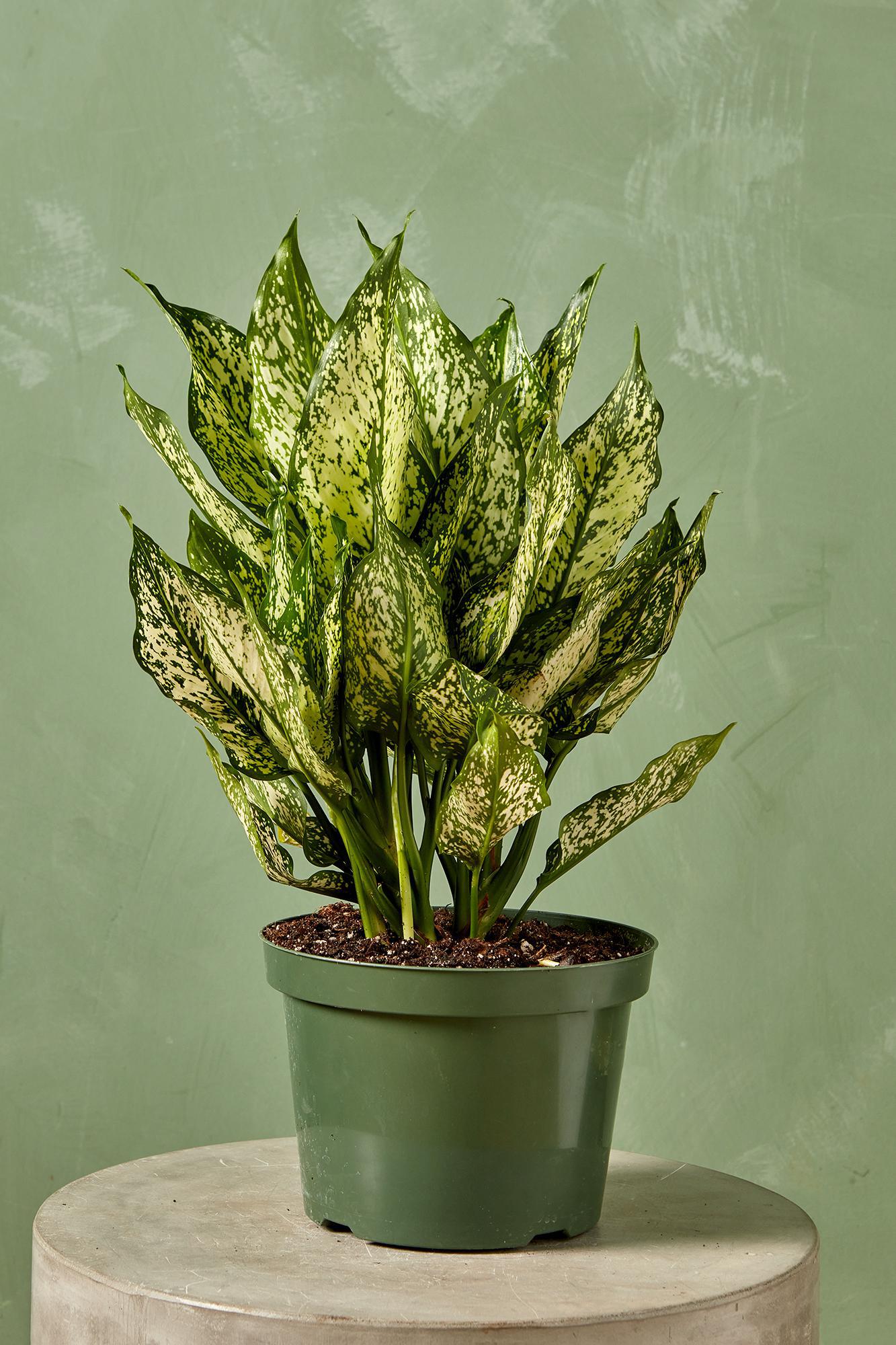 Aglaonema 'Wintry Winehouse'