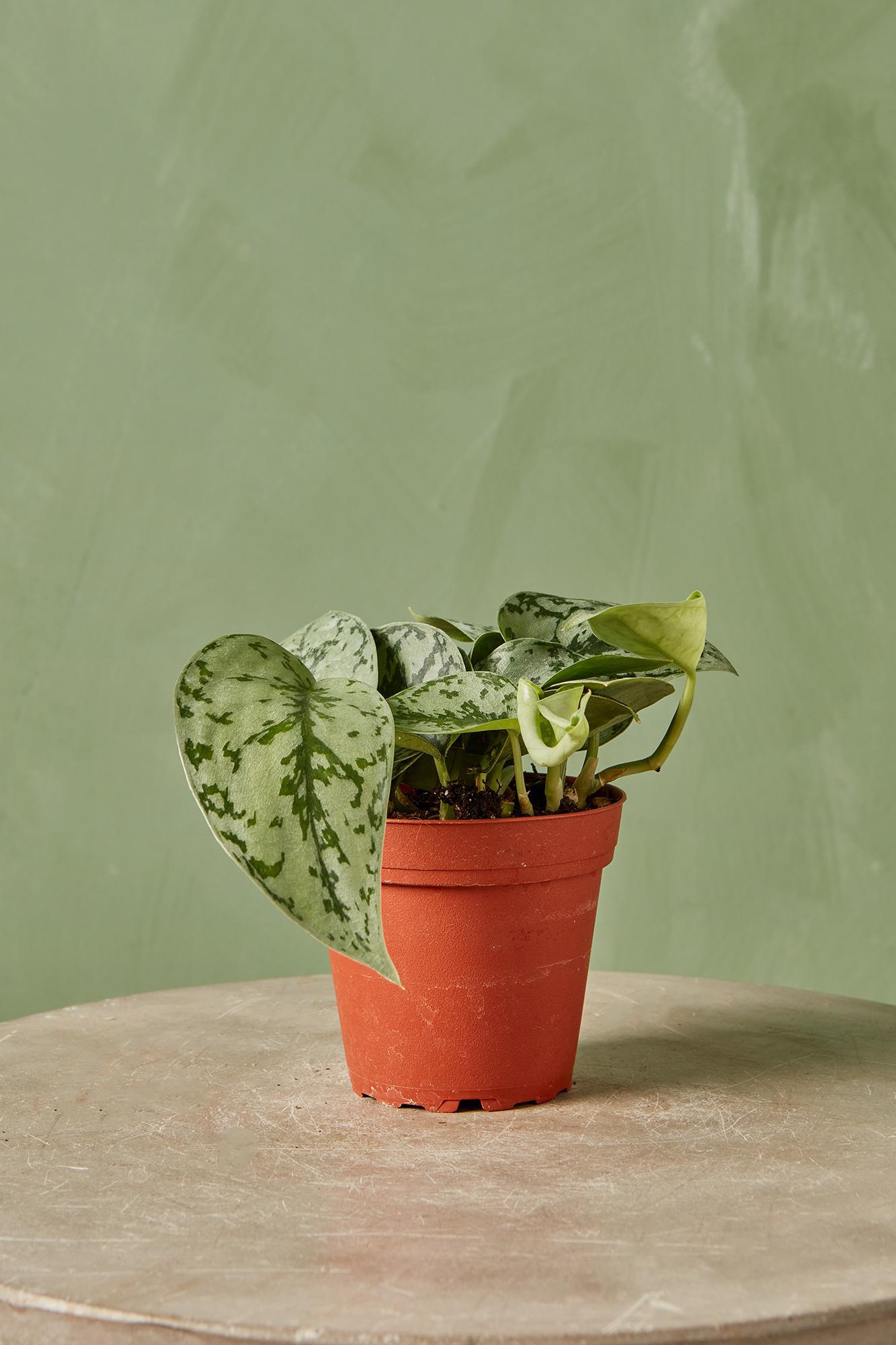 Scindapsus 'Silver Lady'