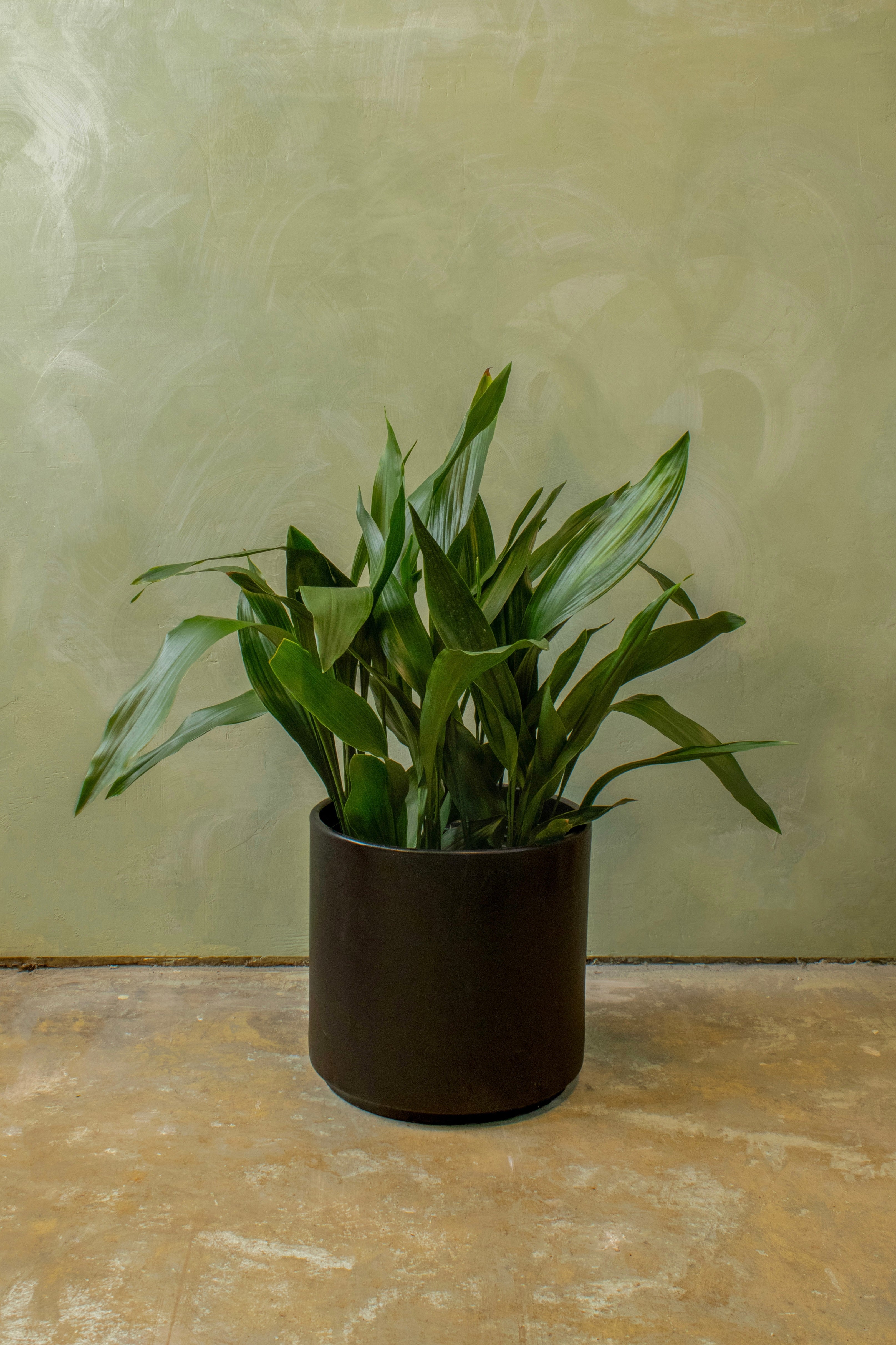 Potted 10" Cast Iron