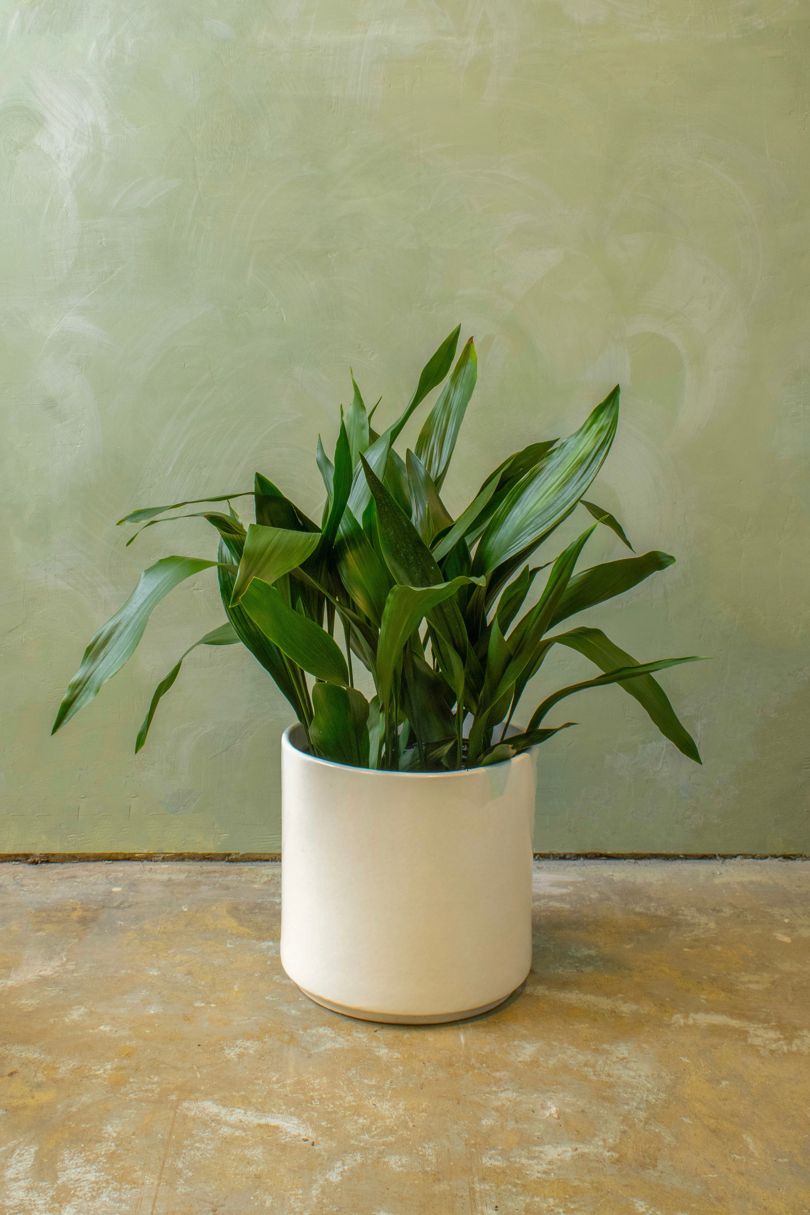 Potted 10" Cast Iron