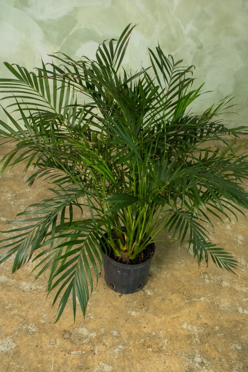 14" Cat Palm