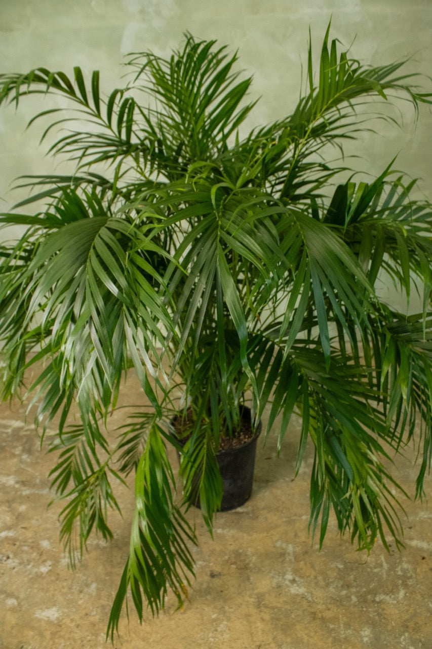 17" Cat Palm