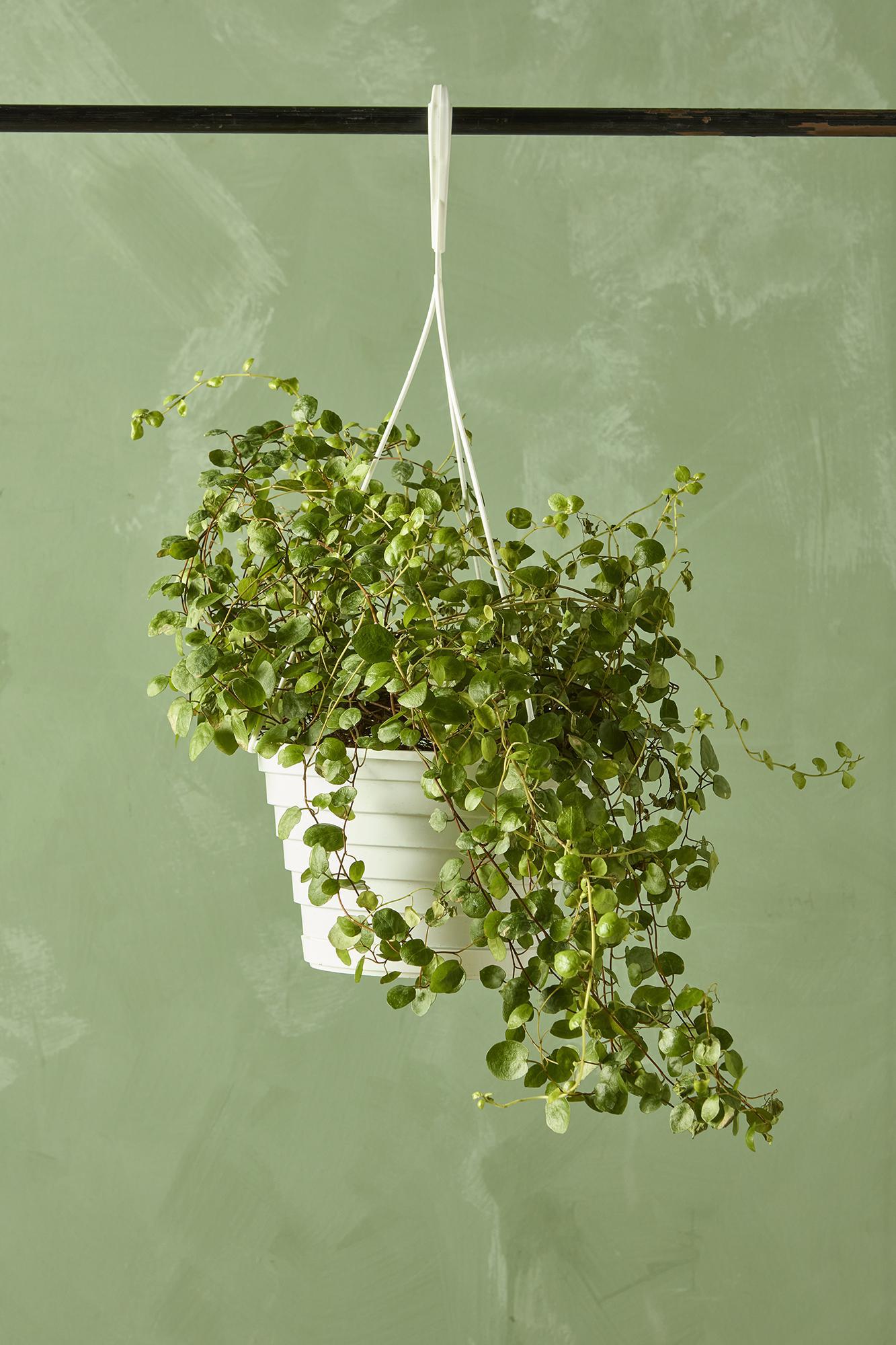 Angel Vine