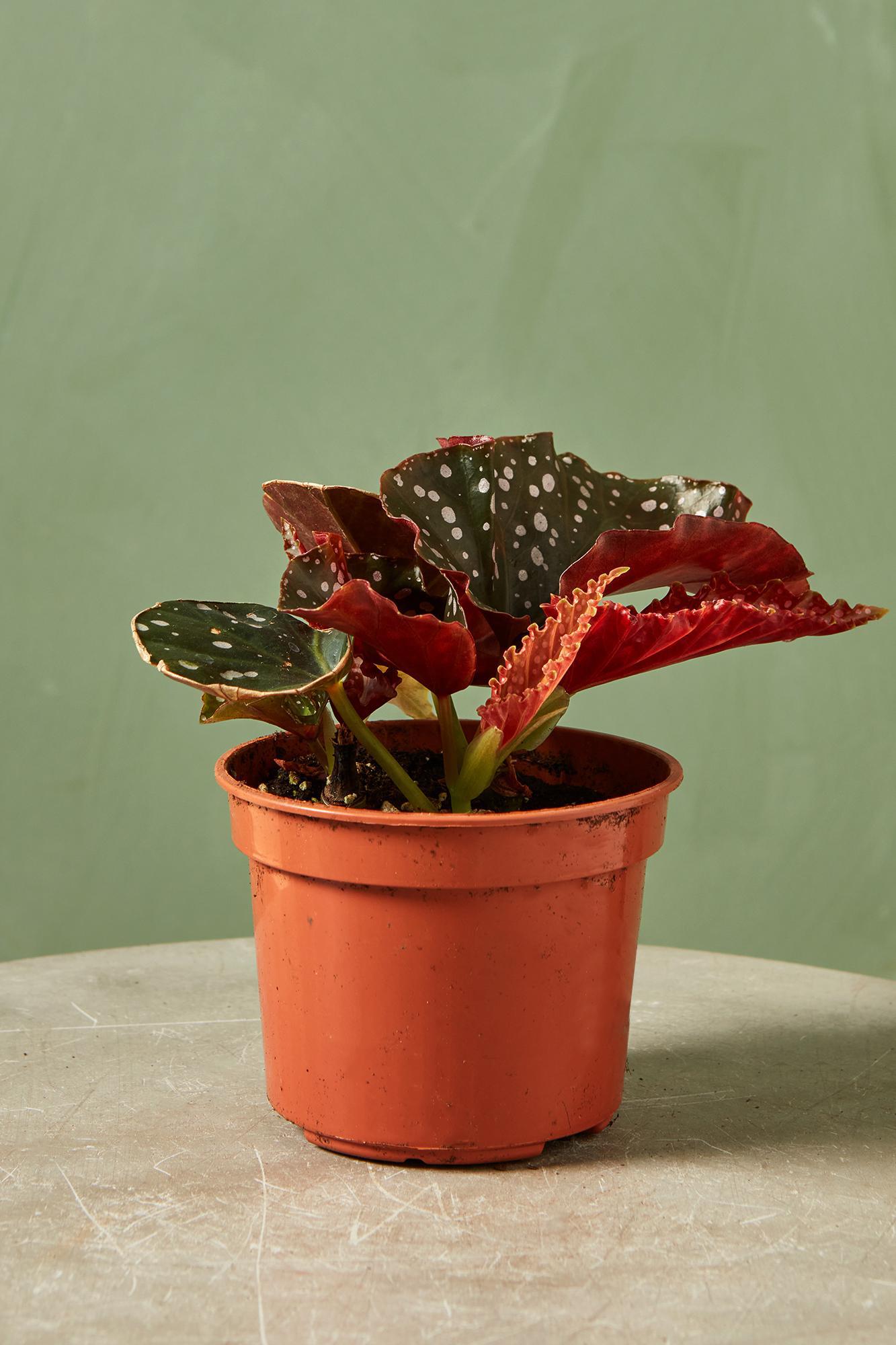 Rex Begonia 'Crackling Rosie'