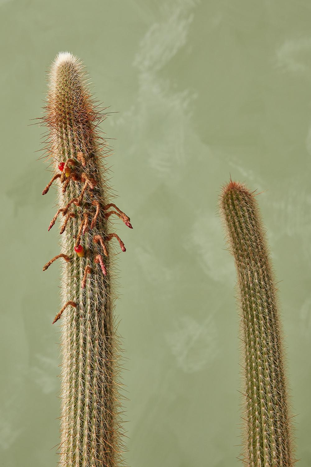 Old Man Cactus
