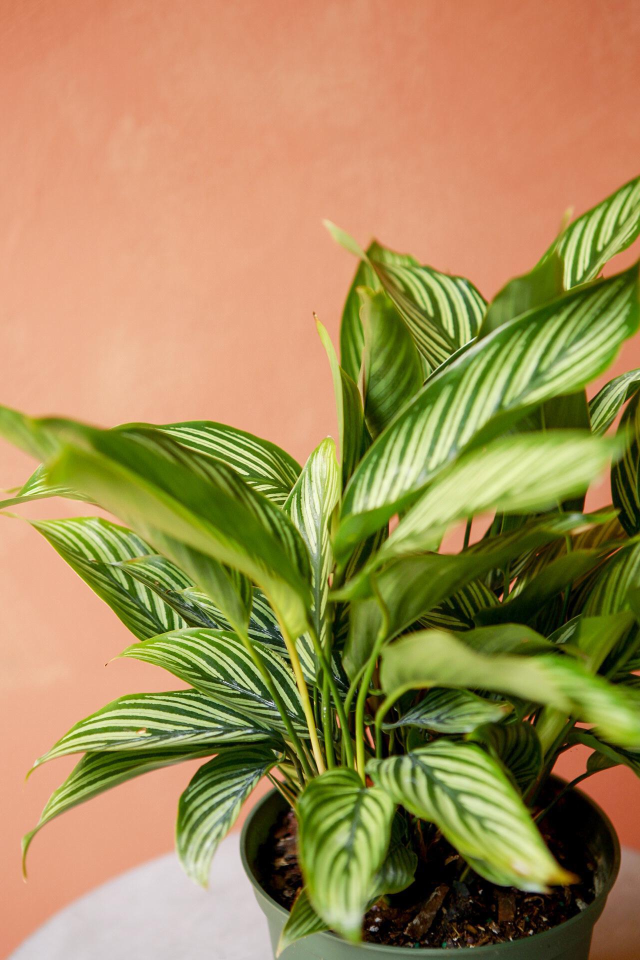 Calathea 'Vittata'
