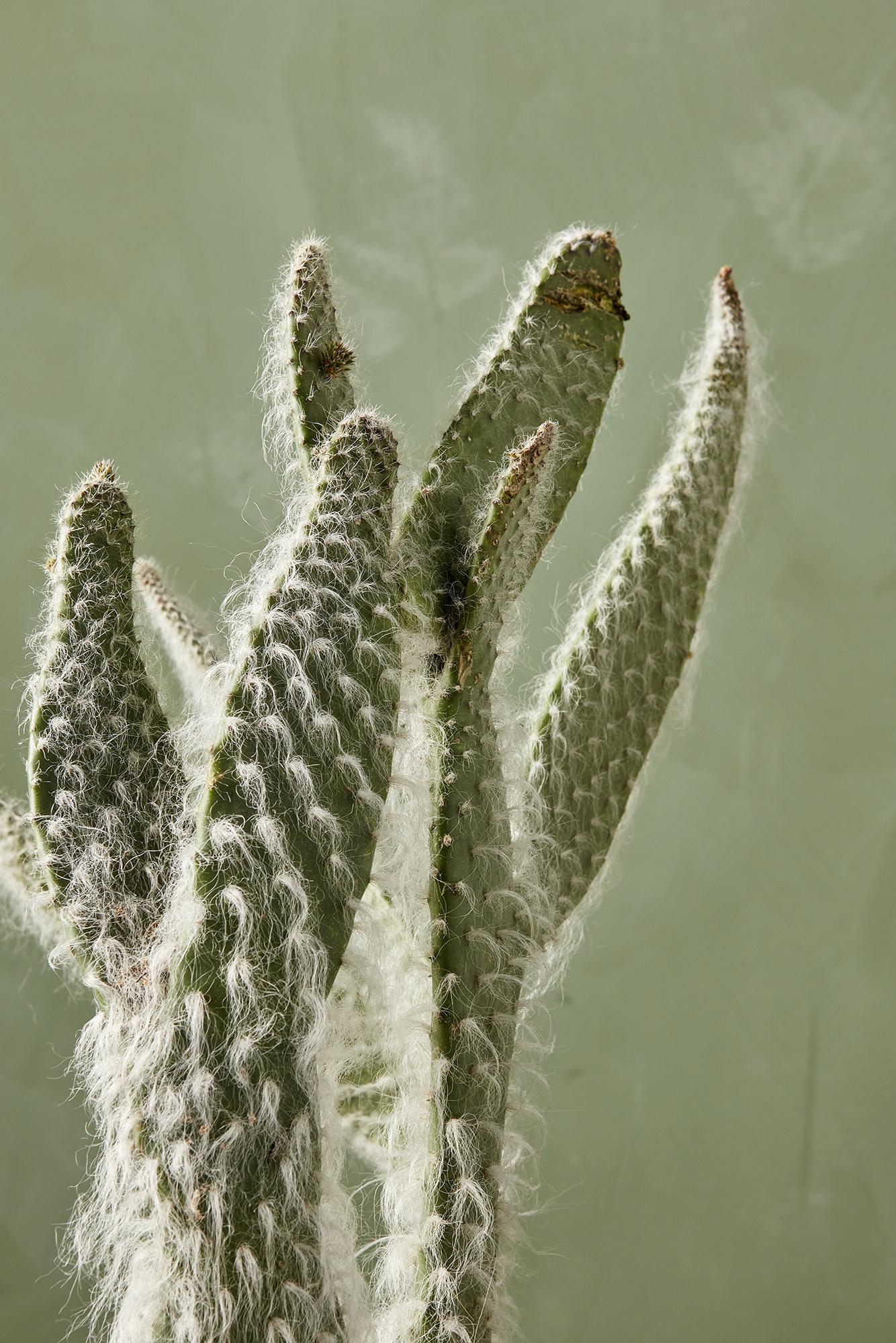 Wooly Jacket Opuntia