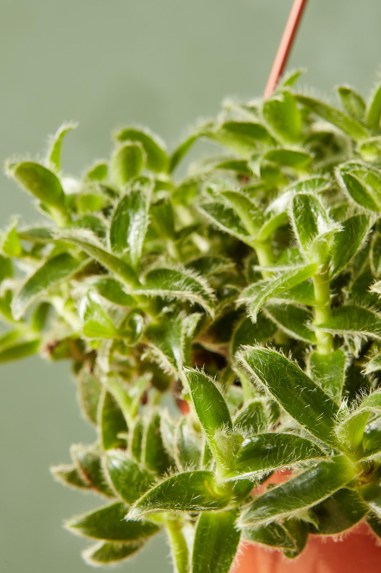 Tradescantia 'Kitten Ears'