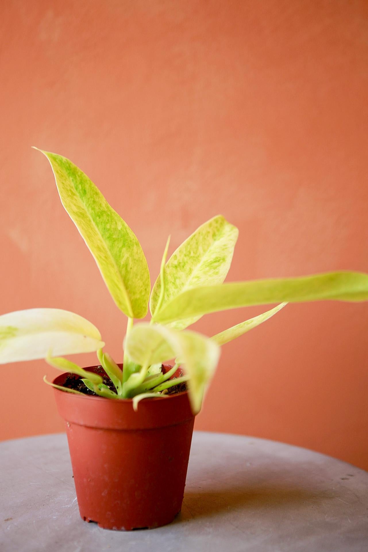 Philodendron 'Calkin's Gold'