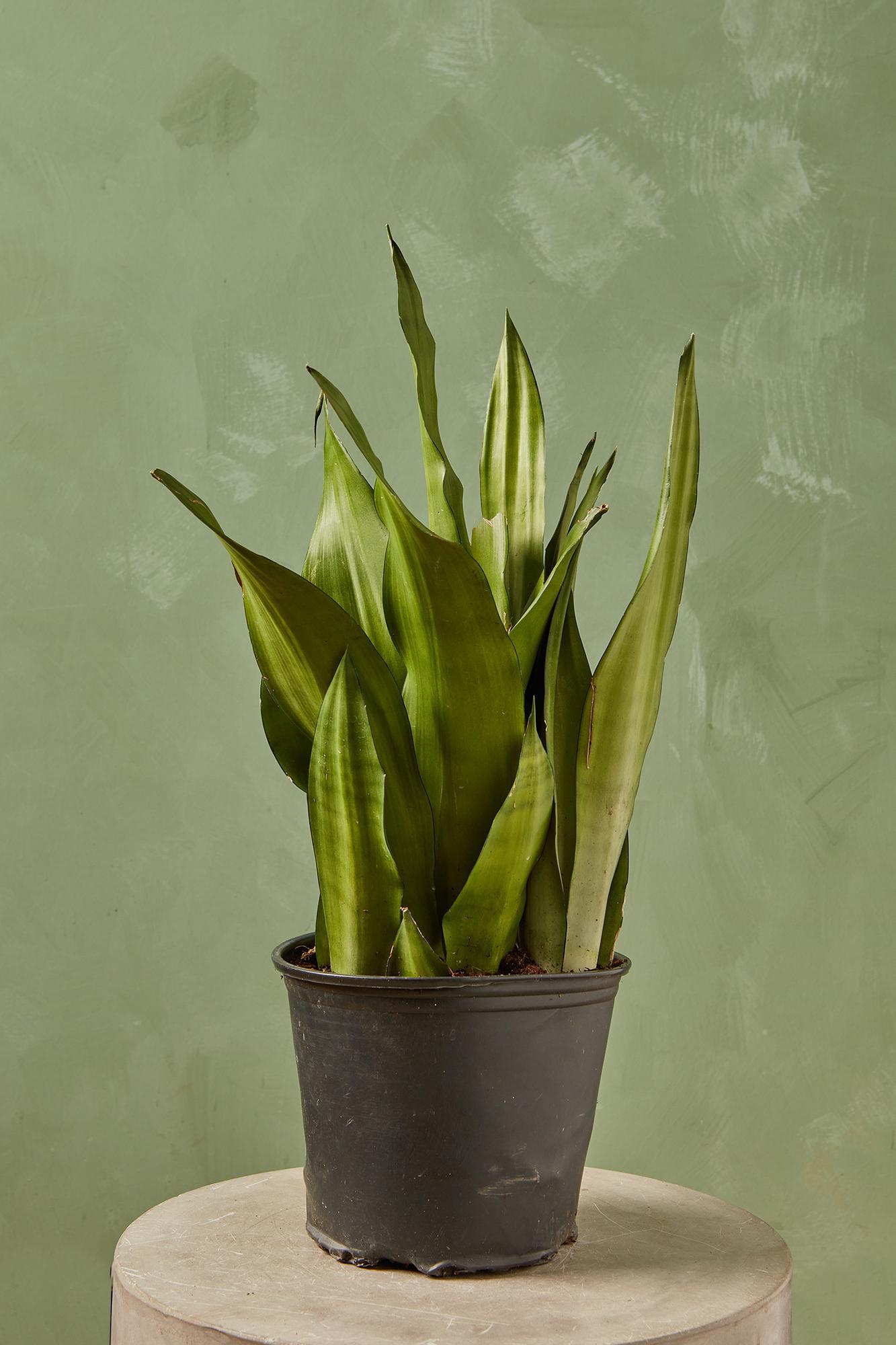 Silver Streak Snake Plant