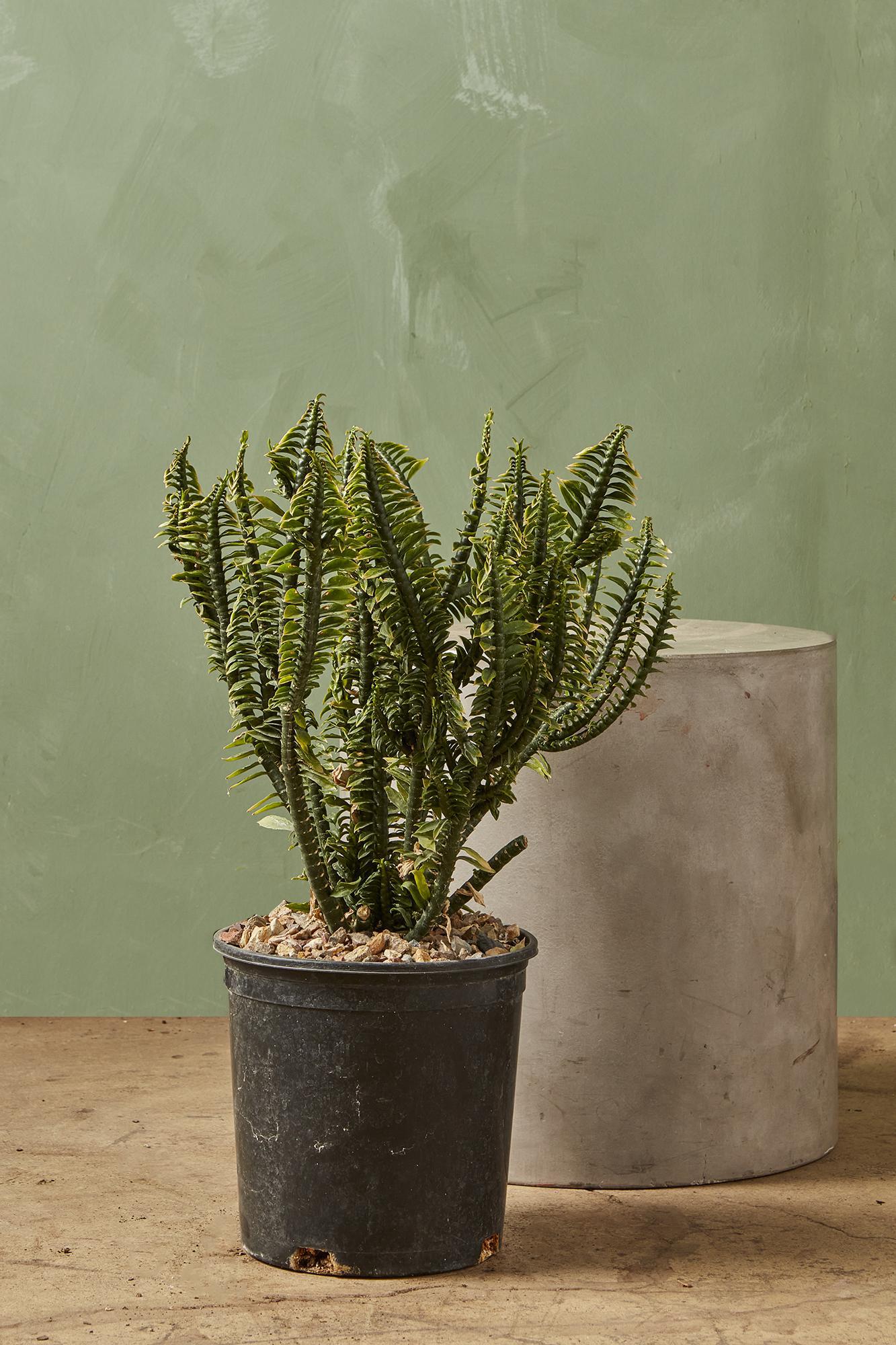 Euphorbia 'Devil's Backbone'