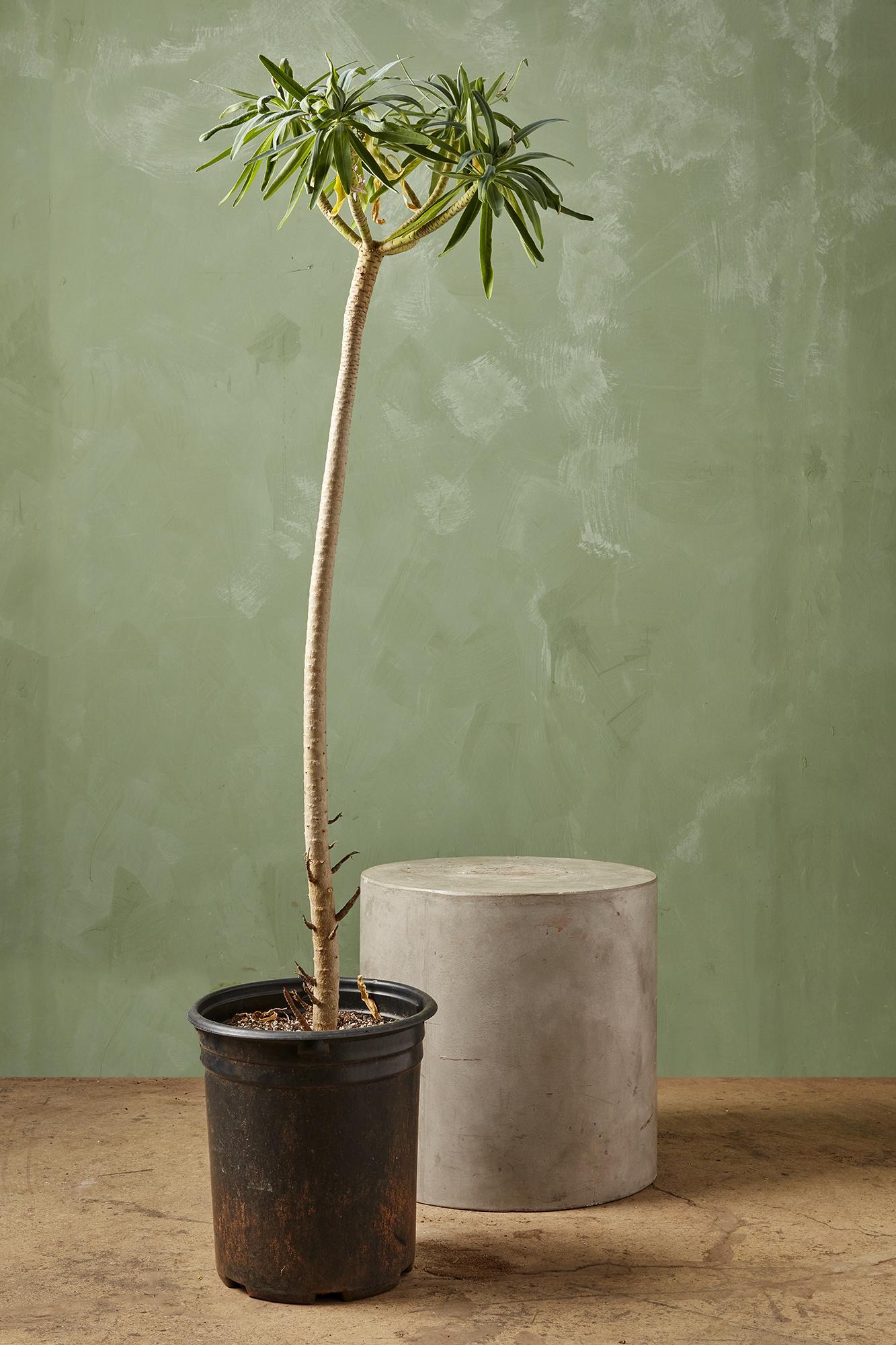 Truffula Tree
