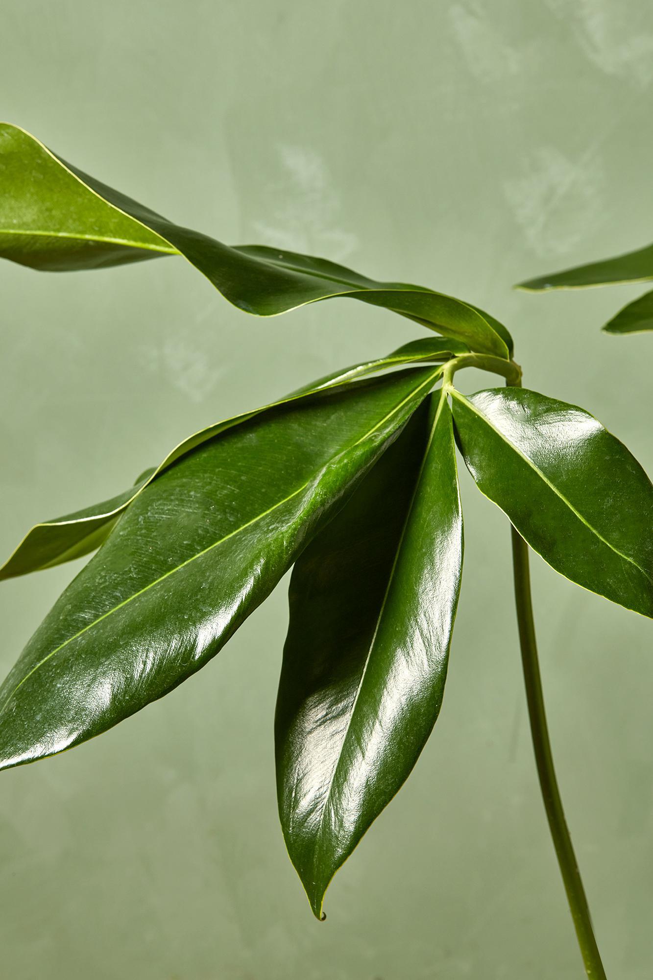 Finger Leaf Philodendron