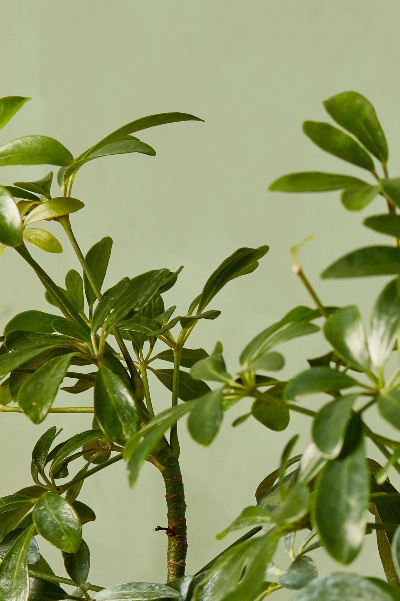 Umbrella Tree