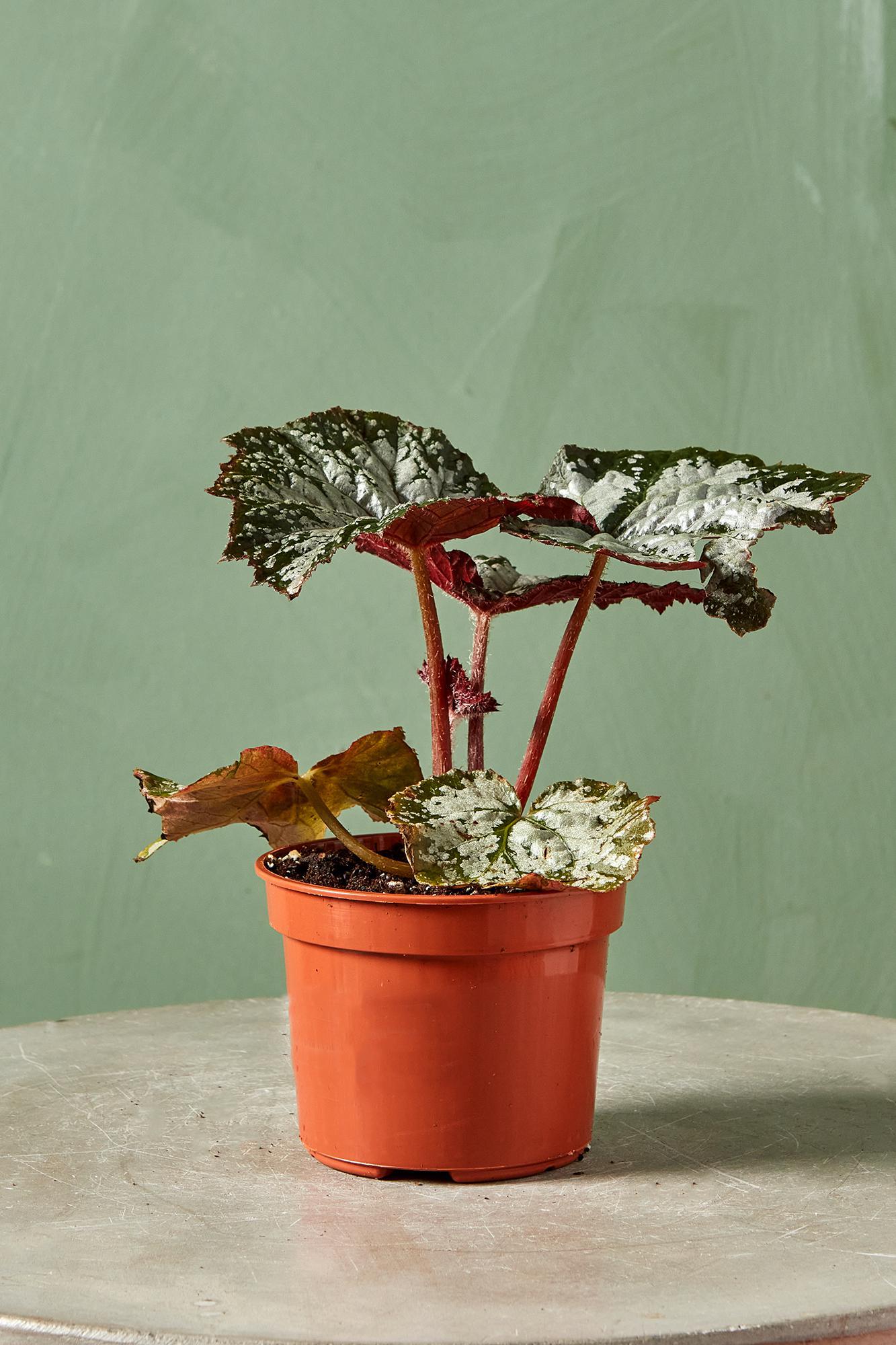 Rex Begonia 'Moonlight Snow'