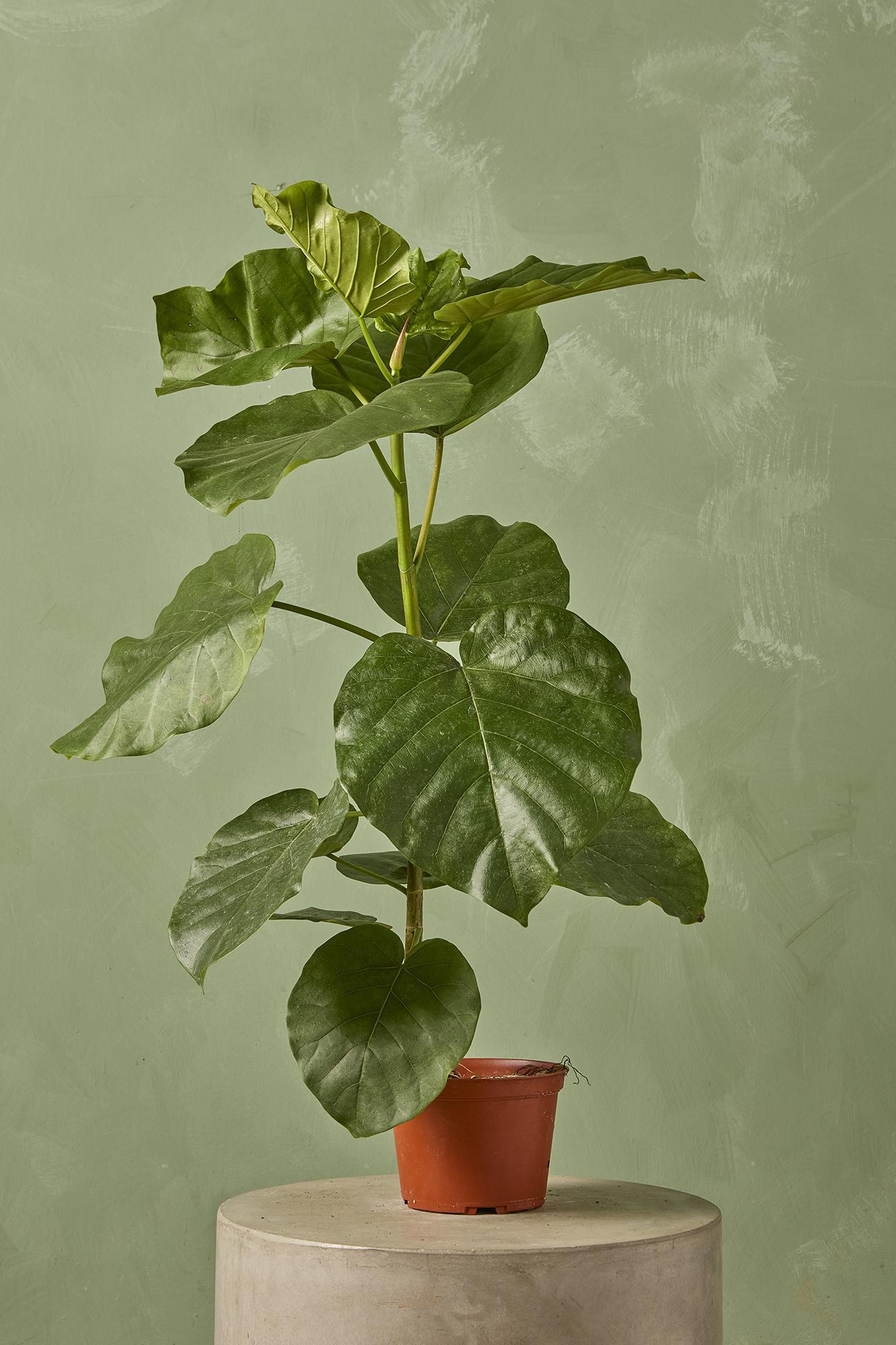 Ficus umbellata