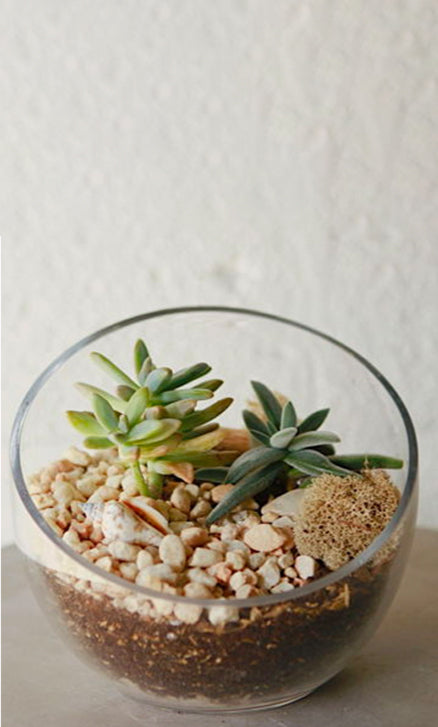 Terrarium Bar for Anacostia Watershed Society