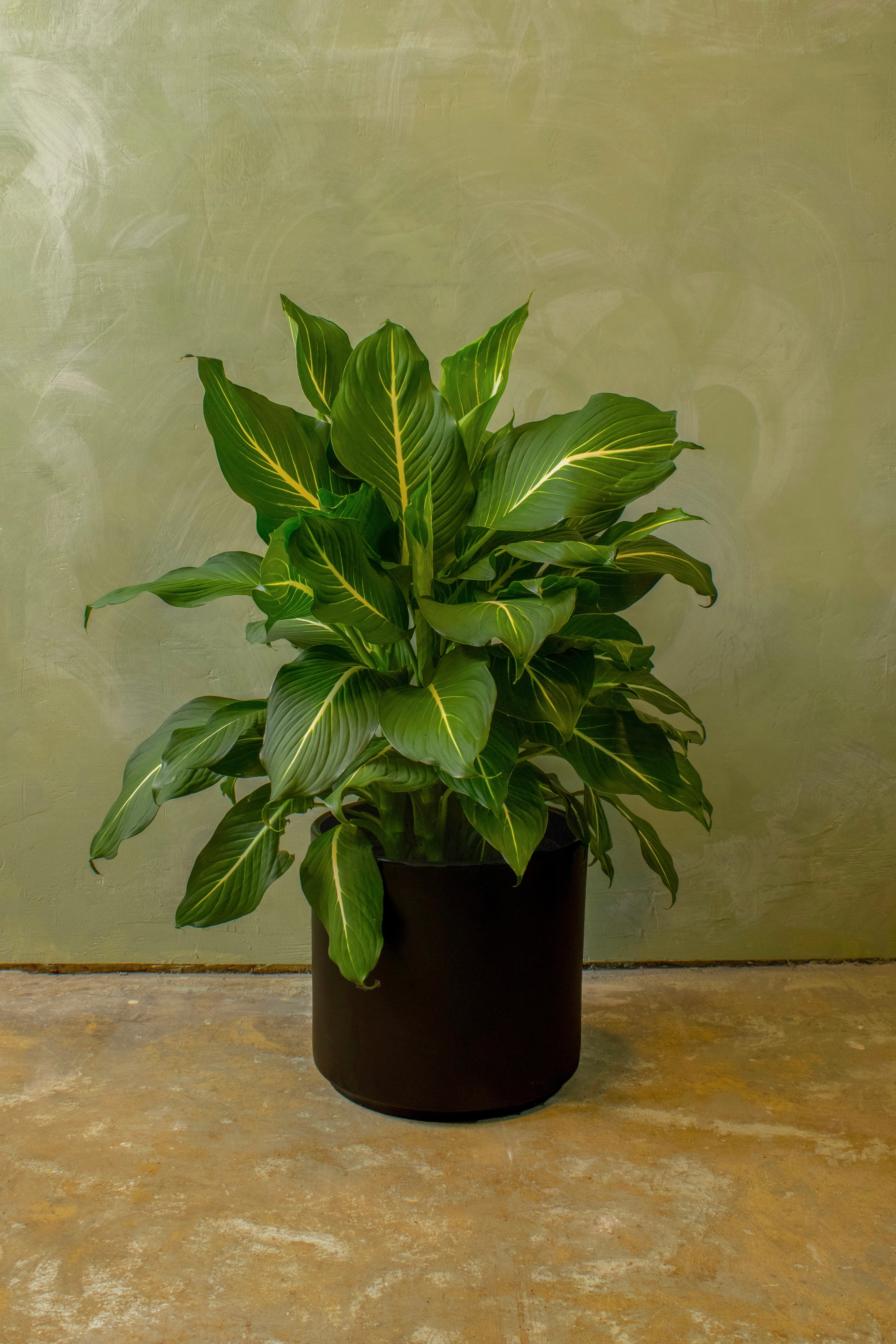Potted 10" Dieffenbachia 'Sterling'